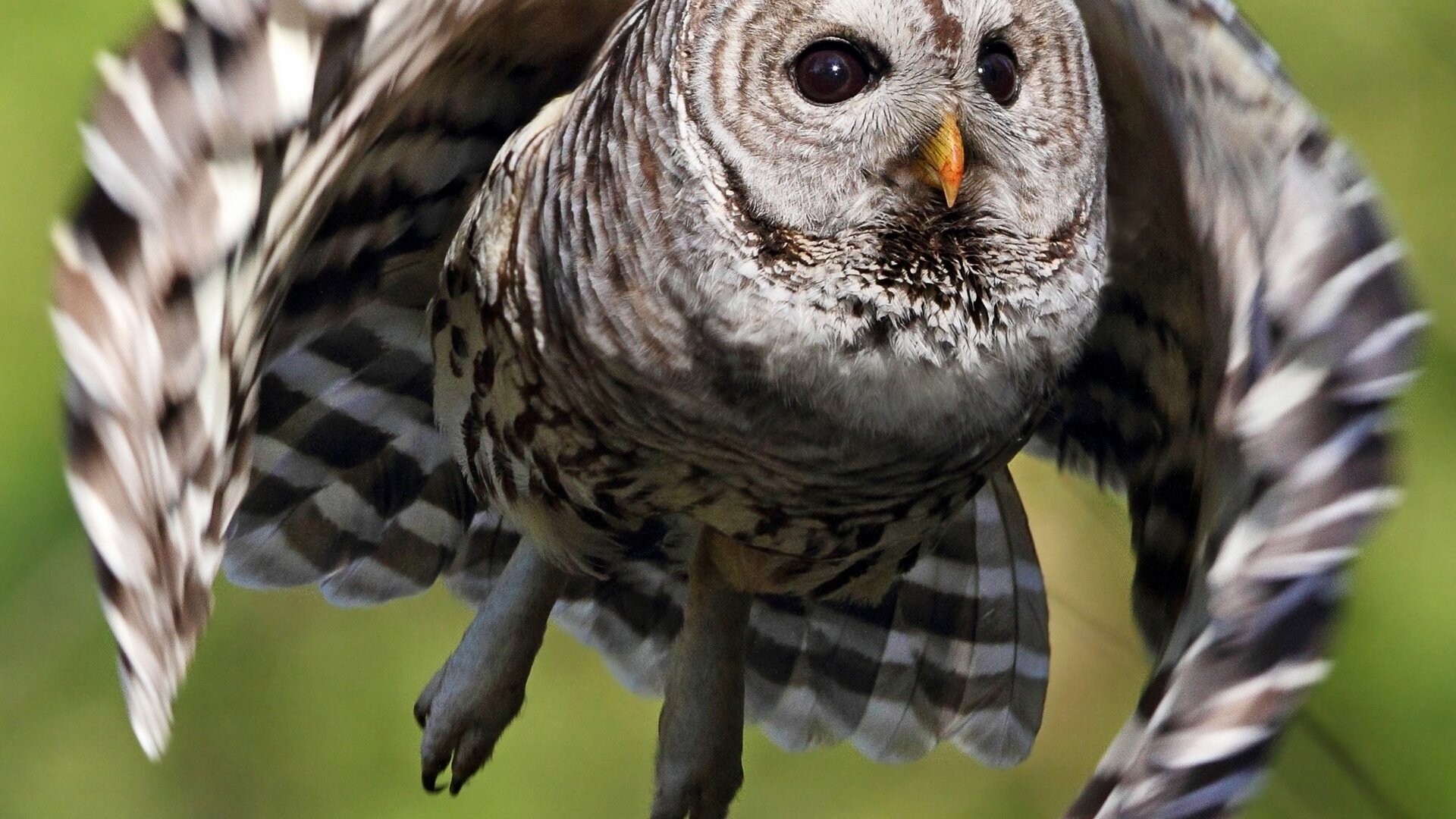 Обои сова, полет, крылья, птица, пестрая неясыть, owl, flight, wings, bird, a barred owl разрешение 1920x1666 Загрузить