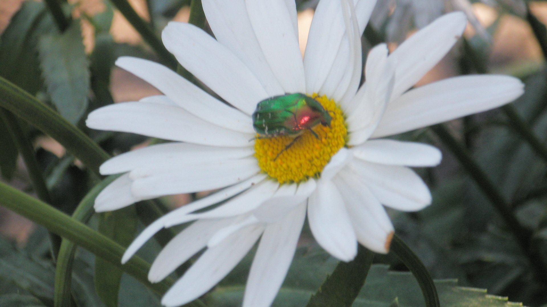 Обои жук, цветок, ромашка, beetle, flower, daisy разрешение 3264x2448 Загрузить