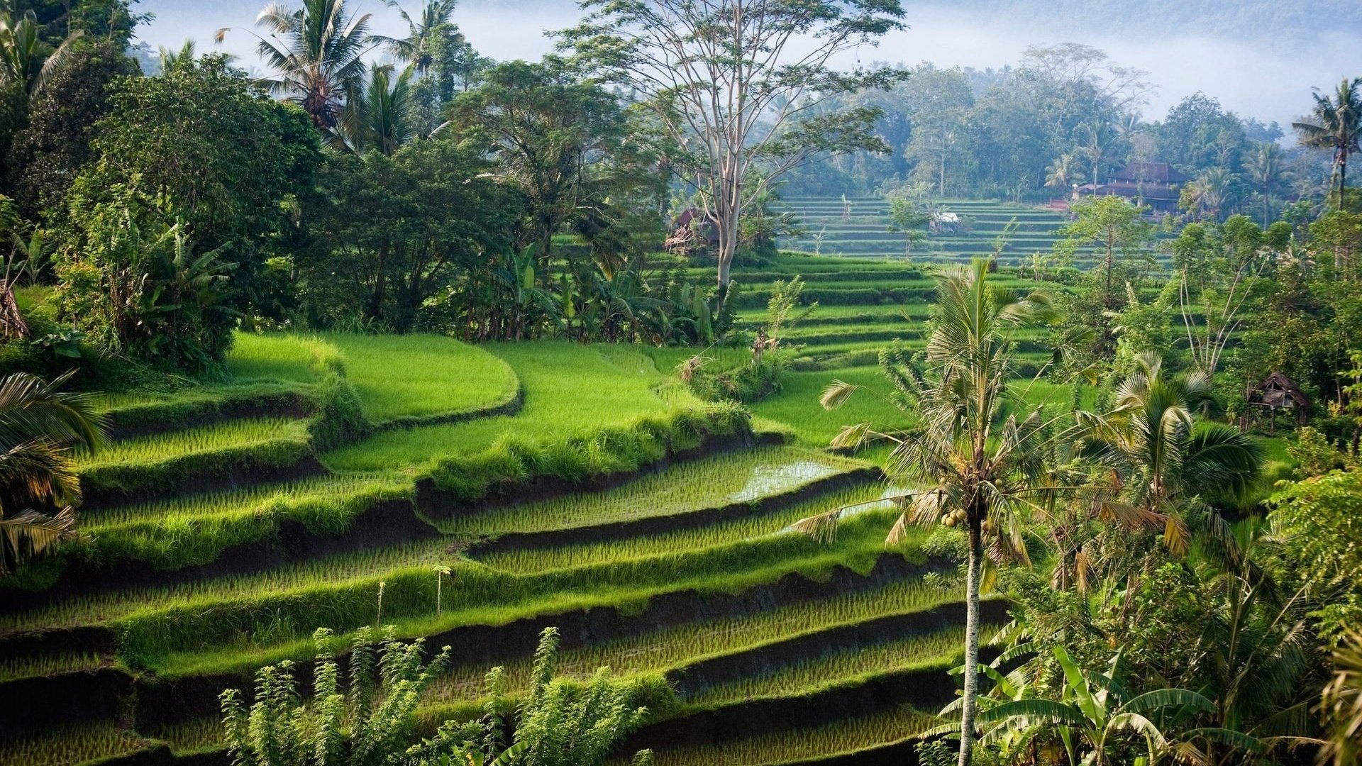 Обои остров, рисовые поля, индонезия, бали, island, rice fields, indonesia, bali разрешение 1920x1200 Загрузить