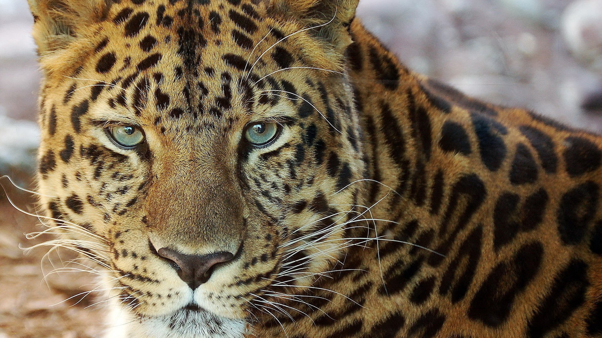 Обои морда, усы, взгляд, леопард, хищник, face, mustache, look, leopard, predator разрешение 2262x1961 Загрузить