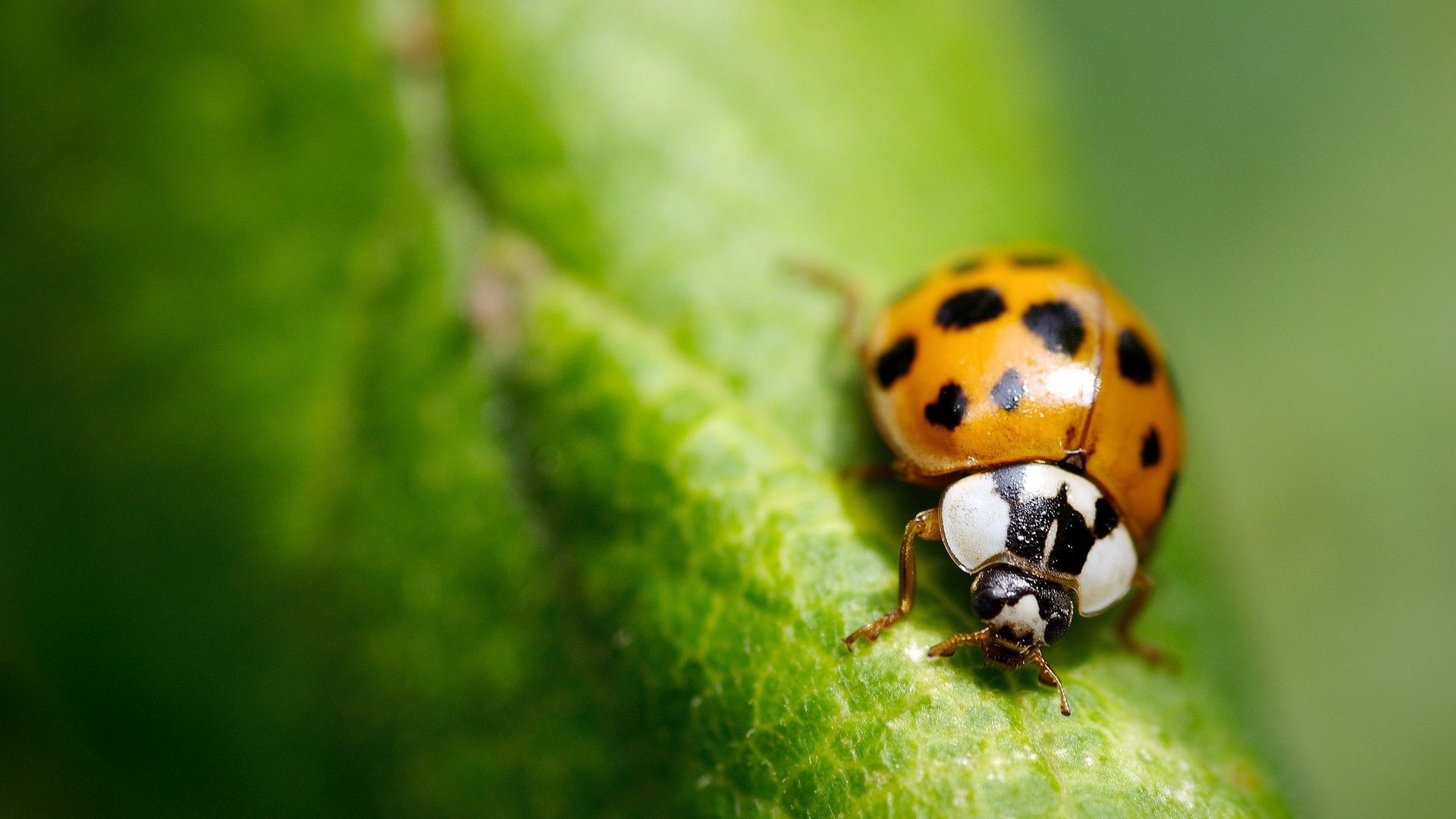 Обои зелень, макро, лист, насекомые, божья коровка, greens, macro, sheet, insects, ladybug разрешение 2560x1560 Загрузить