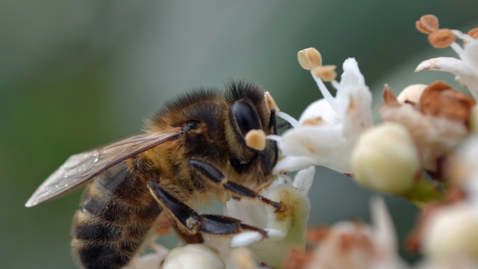 природа насекомое пчела цветы макро загрузить