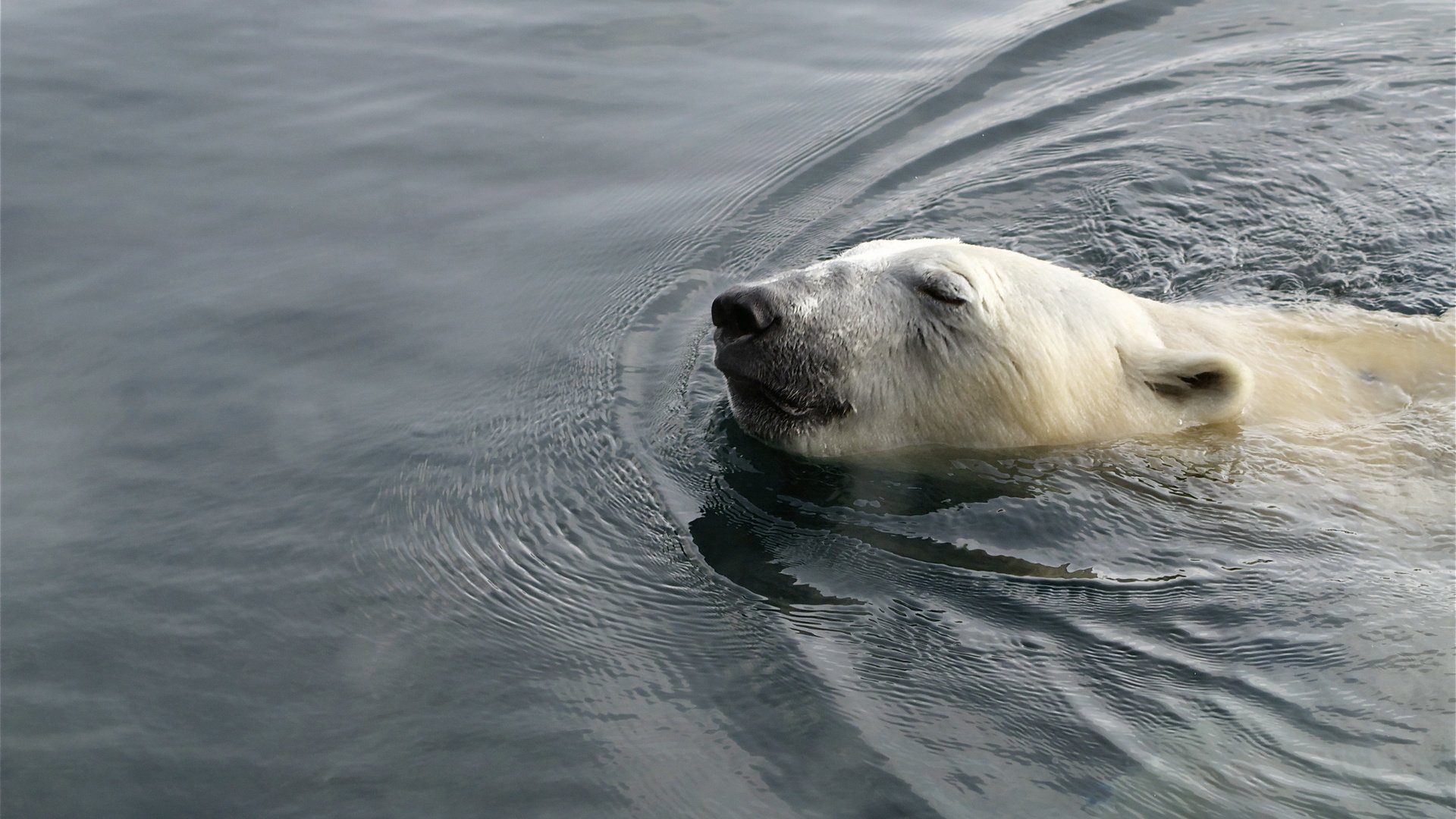 Обои вода, медведь, белый, животное, полярный, water, bear, white, animal, polar разрешение 2560x1600 Загрузить