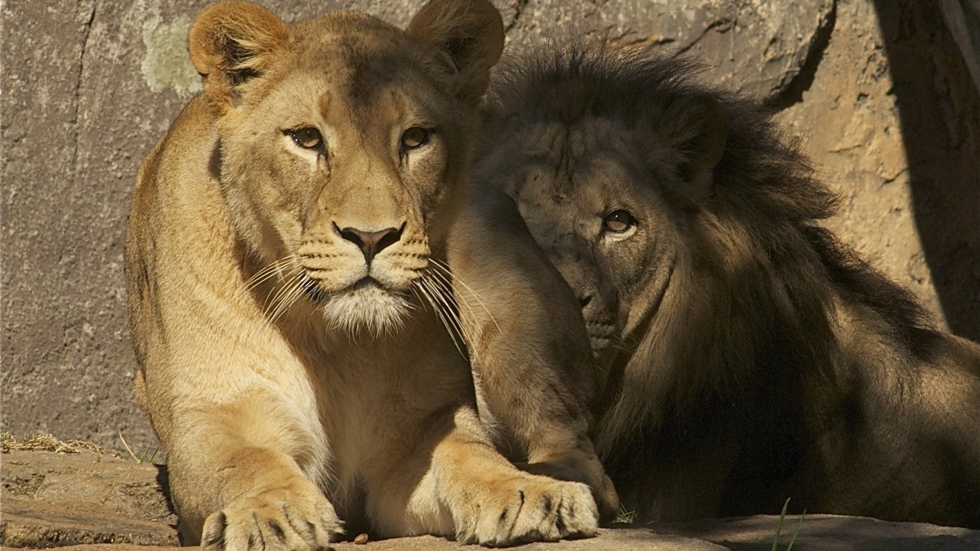 Обои львы, лев, львица, зоопарк, lions, leo, lioness, zoo разрешение 2560x1600 Загрузить