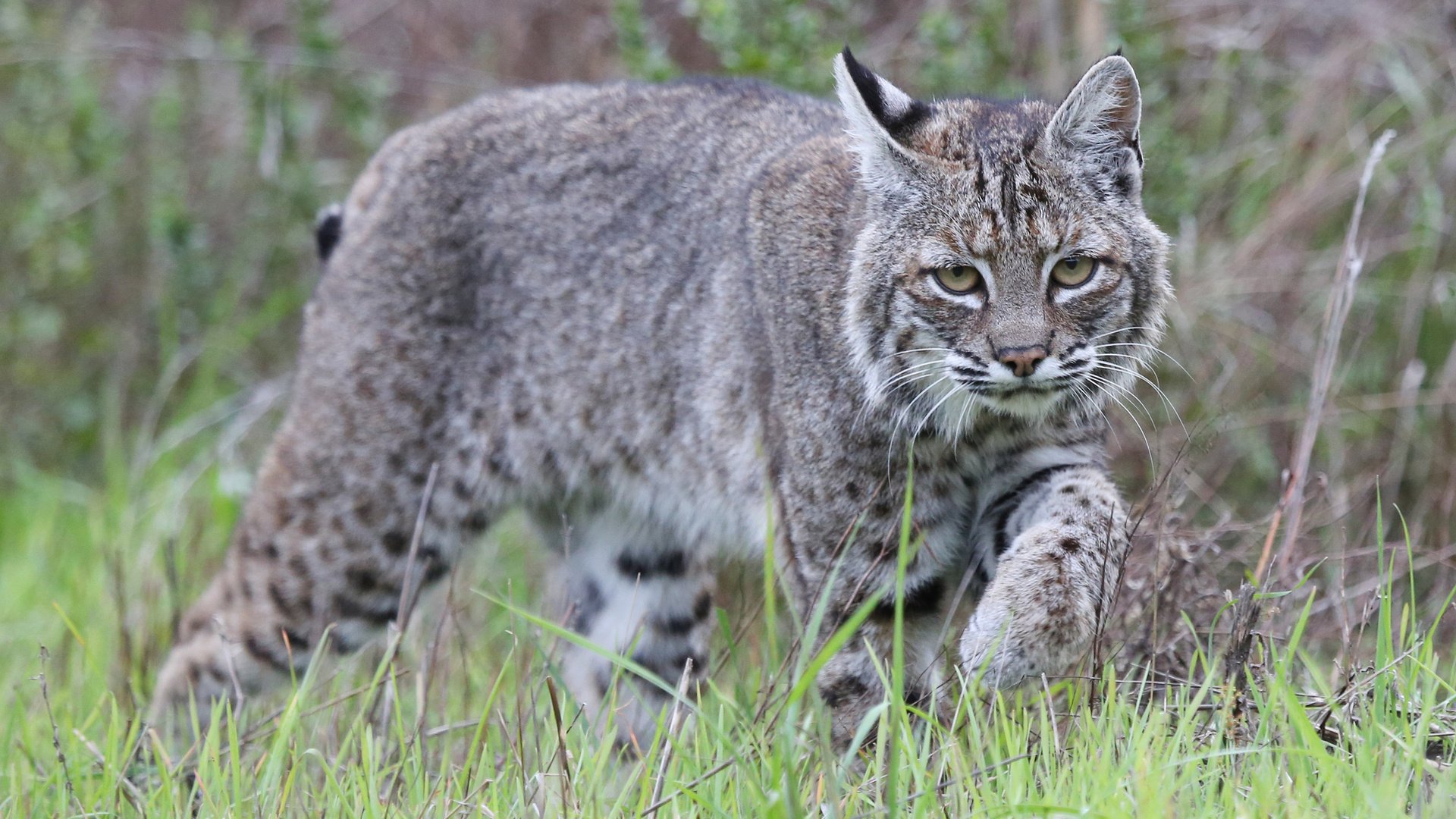 Обои трава, рысь, животные, хищник, дикая кошка, grass, lynx, animals, predator, wild cat разрешение 2048x1365 Загрузить