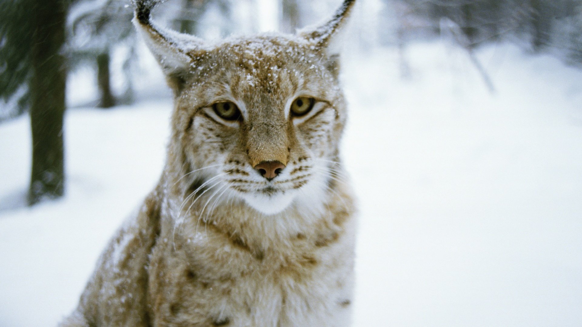 Обои лес, зима, рысь, хищник, дикая кошка, forest, winter, lynx, predator, wild cat разрешение 2880x1800 Загрузить