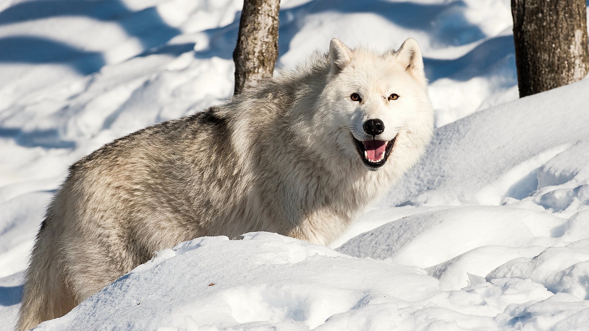 Обои снег, зима, взгляд, хищник, волк, snow, winter, look, predator, wolf разрешение 2560x1600 Загрузить