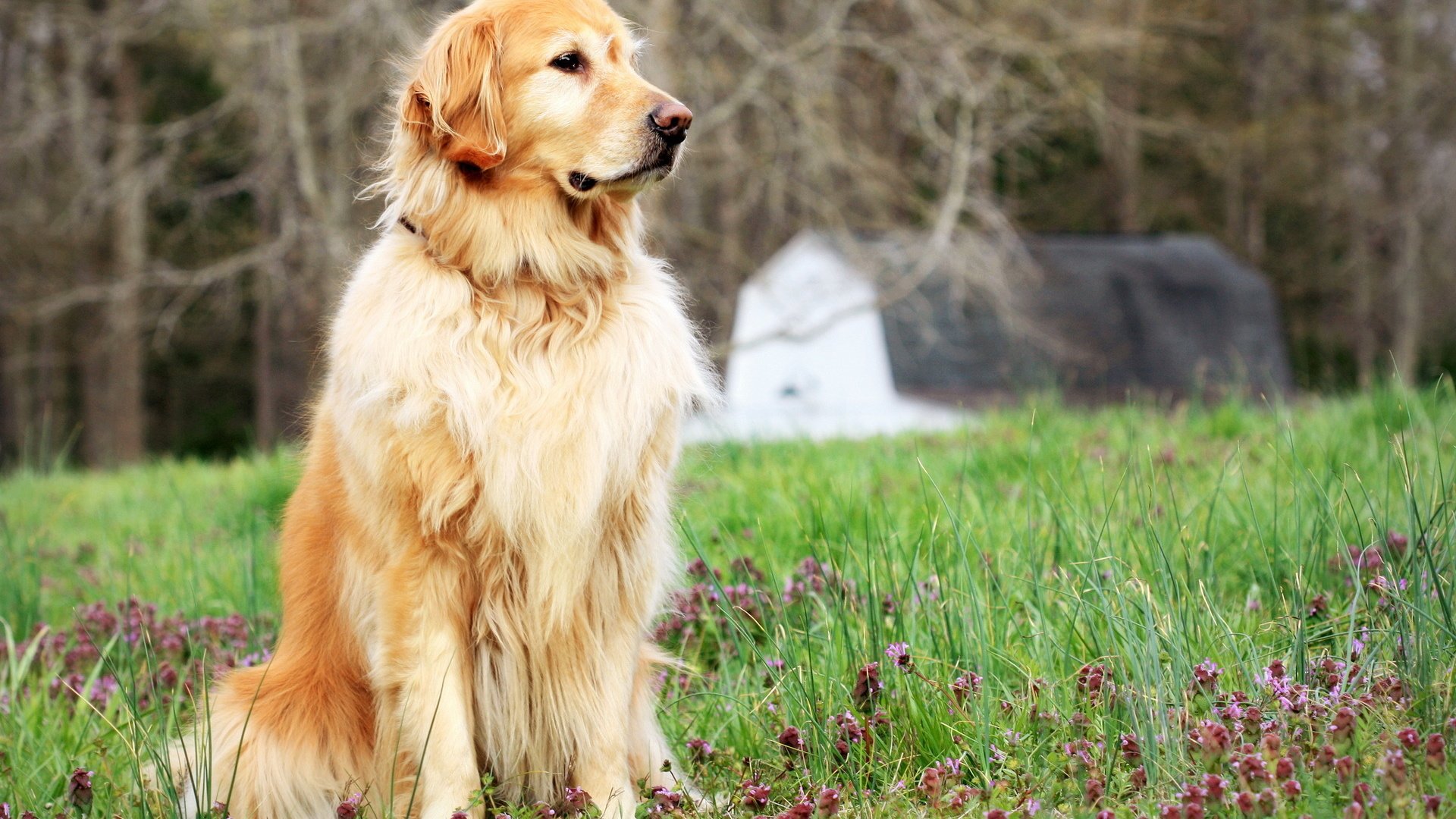 Обои цветы, трава, поле, собака, поляна, друг, золотистый ретривер, flowers, grass, field, dog, glade, each, golden retriever разрешение 1920x1200 Загрузить