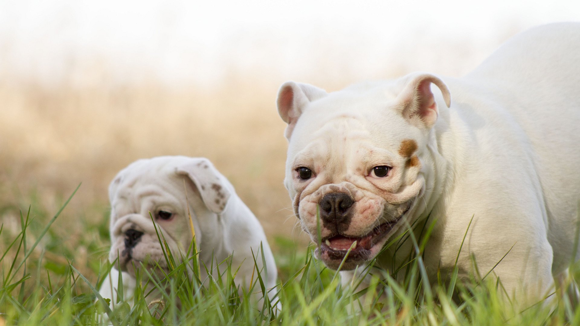 Обои улыбка, щенок, собаки, английский бульдог, трава., smile, puppy, dogs, english bulldog, grass. разрешение 1920x1200 Загрузить