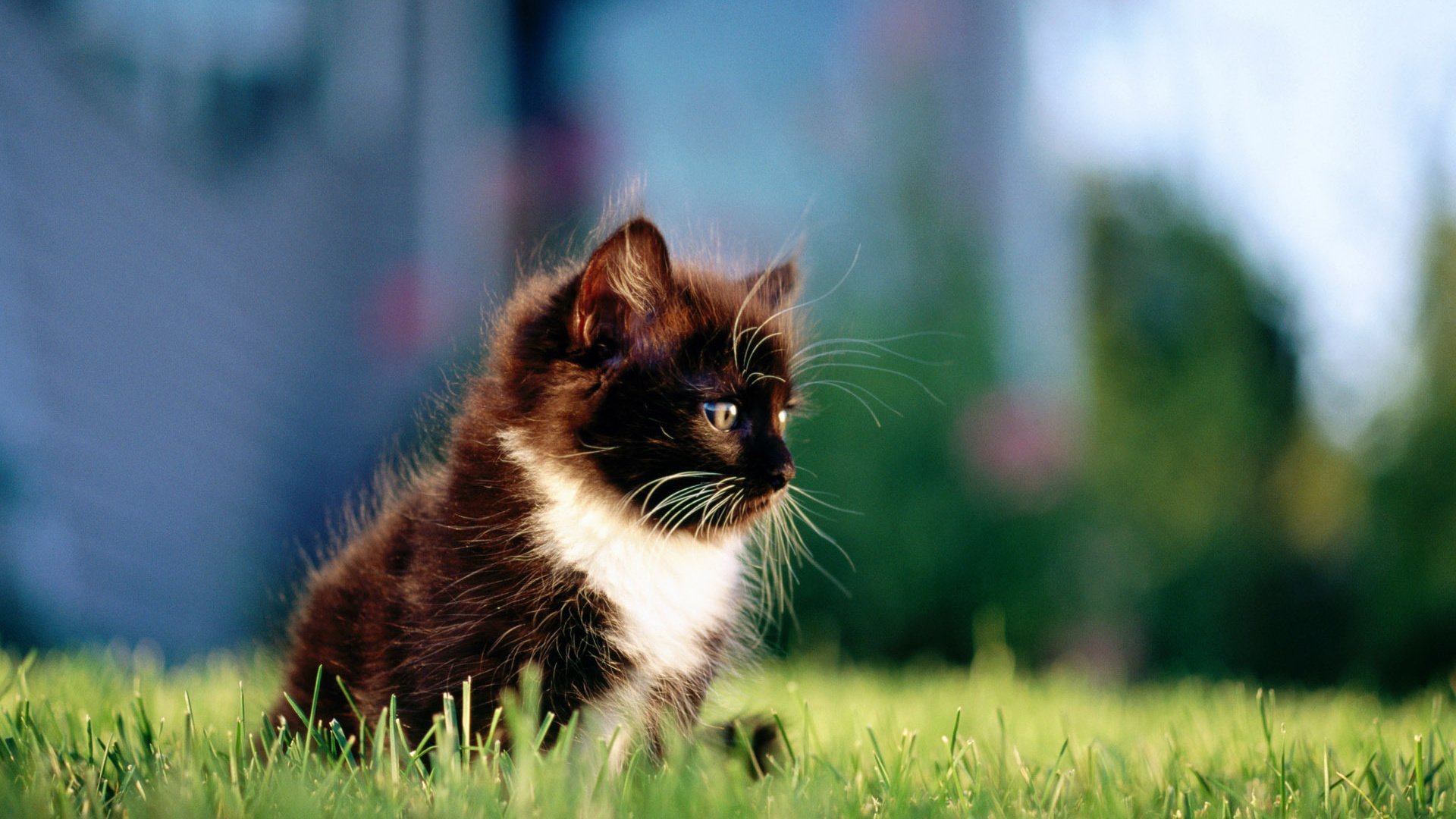 Обои трава, кошка, котенок, пушистый, чёрно-белый, grass, cat, kitty, fluffy, black and white разрешение 1920x1200 Загрузить