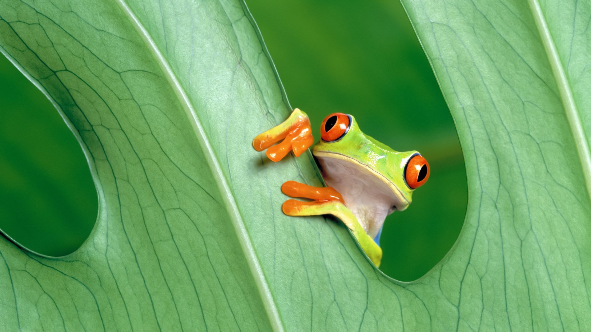 Обои глаза, зелёный, макро, лист, лягушка, красноглазая, древесная лягушка, квакша, eyes, green, macro, sheet, frog, red-eyed, tree frog, treefrog разрешение 3200x2000 Загрузить