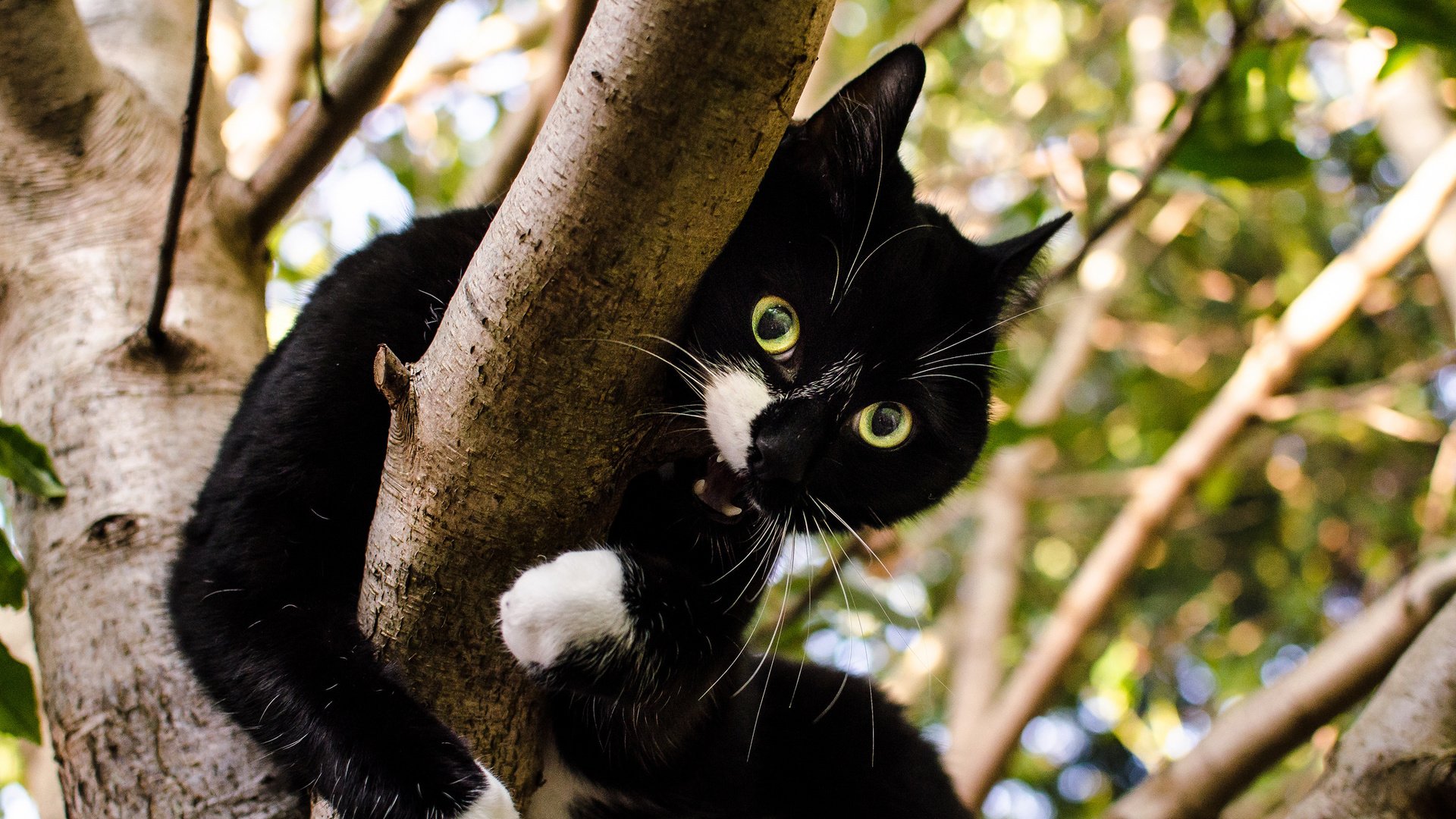 Обои дерево, кот, кошка, взгляд, зубы, чёрно-белый, tree, cat, look, teeth, black and white разрешение 2048x1356 Загрузить