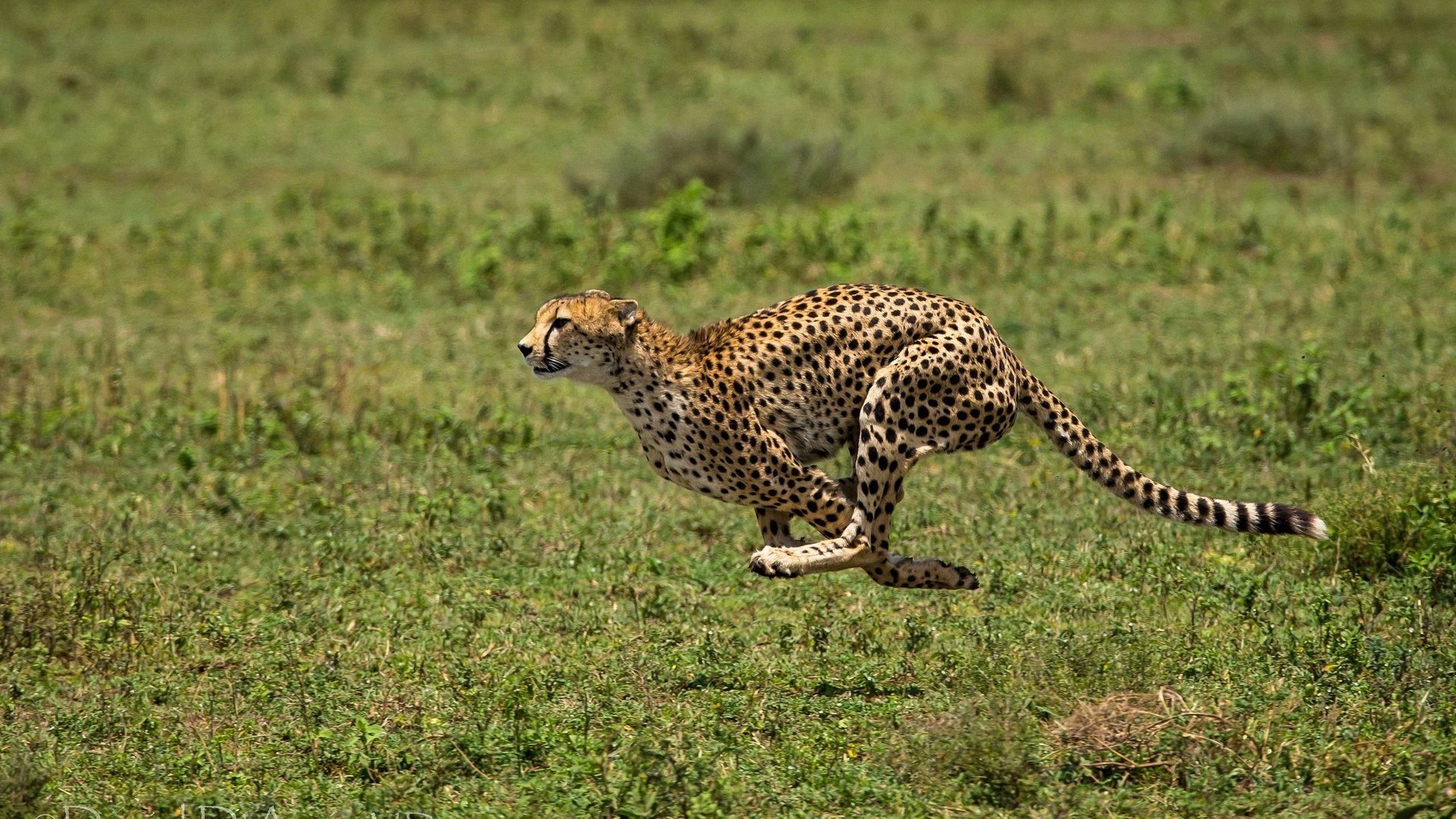 Обои трава, хищник, животное, бег, гепард, бежит, grass, predator, animal, running, cheetah, runs разрешение 2048x1232 Загрузить