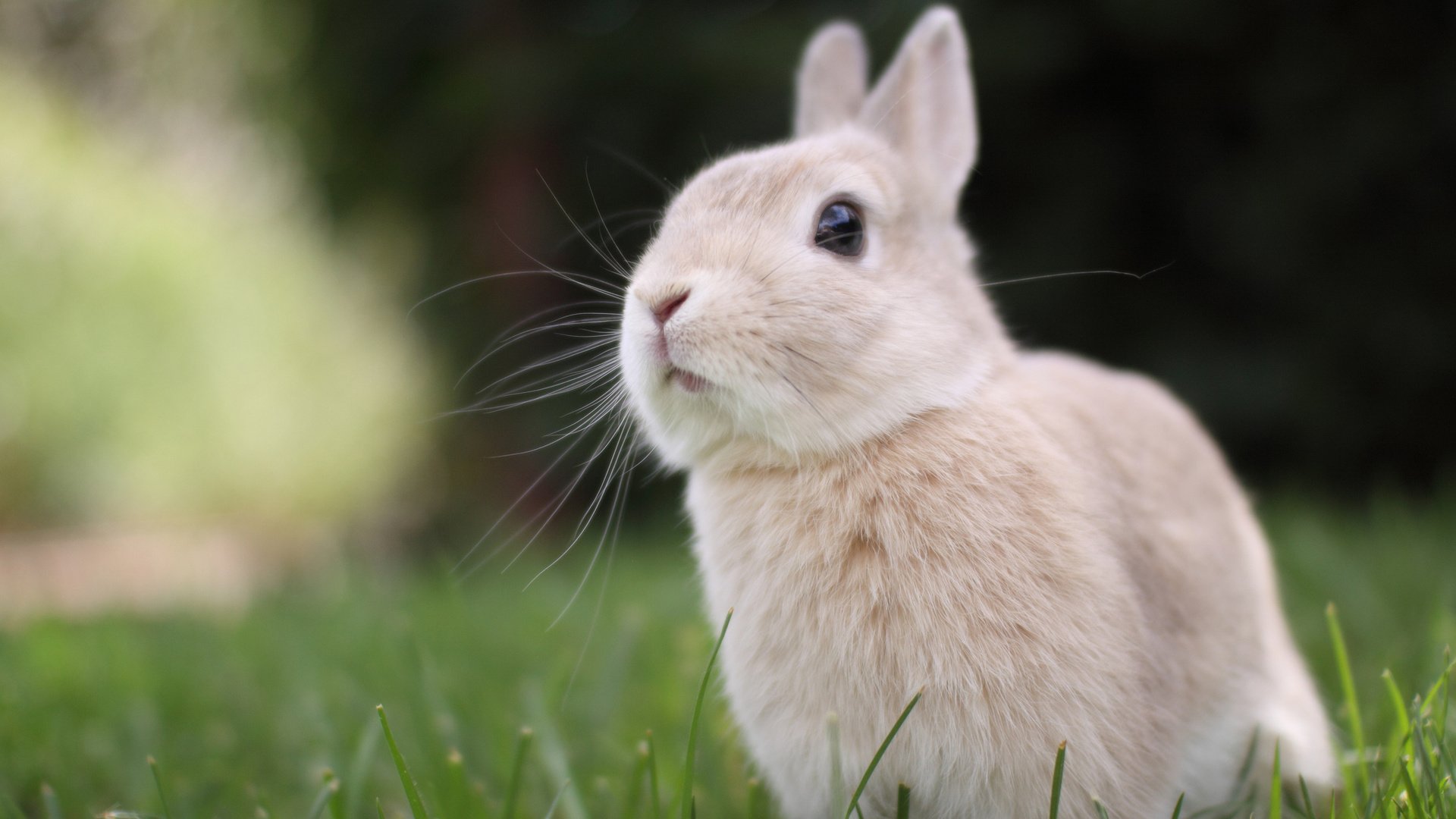 Обои трава, природа, мордочка, взгляд, ушки, кролик, grass, nature, muzzle, look, ears, rabbit разрешение 2048x1365 Загрузить