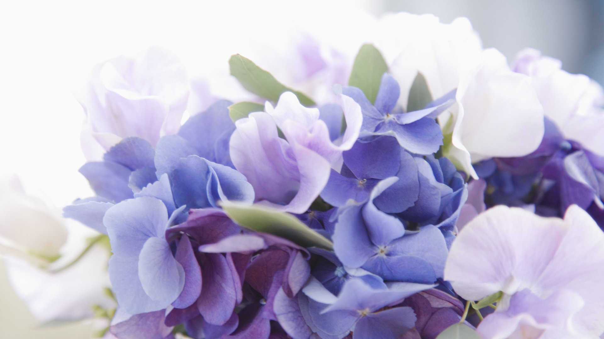 Обои цветы, букет, белая, голубая, сиреневая, гортензия, flowers, bouquet, white, blue, lilac, hydrangea разрешение 1920x1200 Загрузить