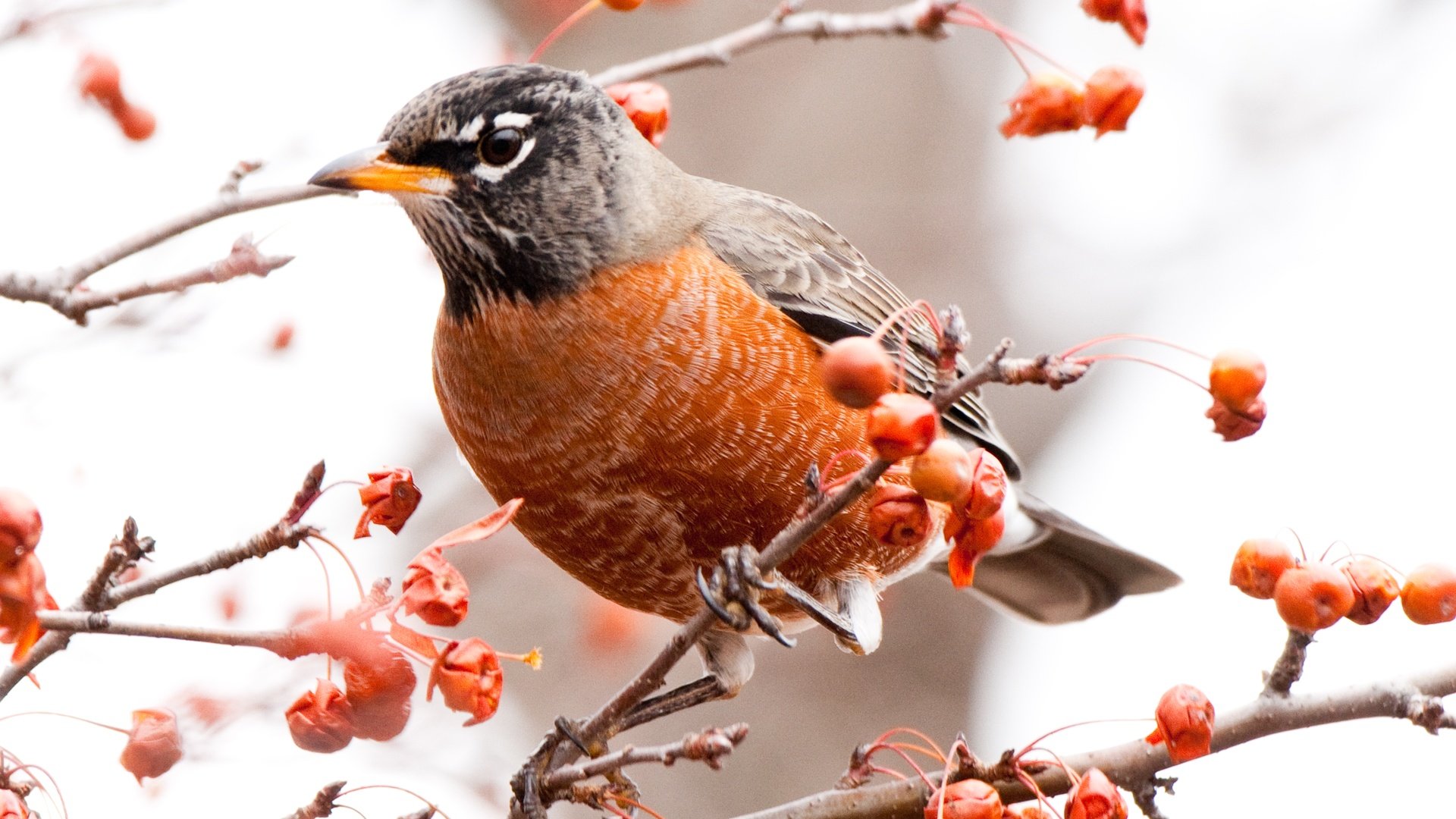 Обои ветки, птица, ягоды, дрозд, american robin, branches, bird, berries, thrush разрешение 8000x4500 Загрузить