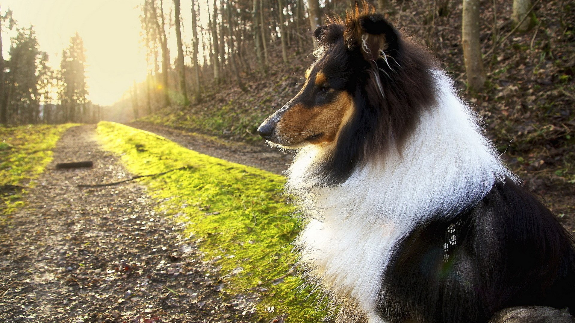 Обои природа, собака, друг, колли, длинношёрстный, nature, dog, each, collie, longhair разрешение 1920x1200 Загрузить