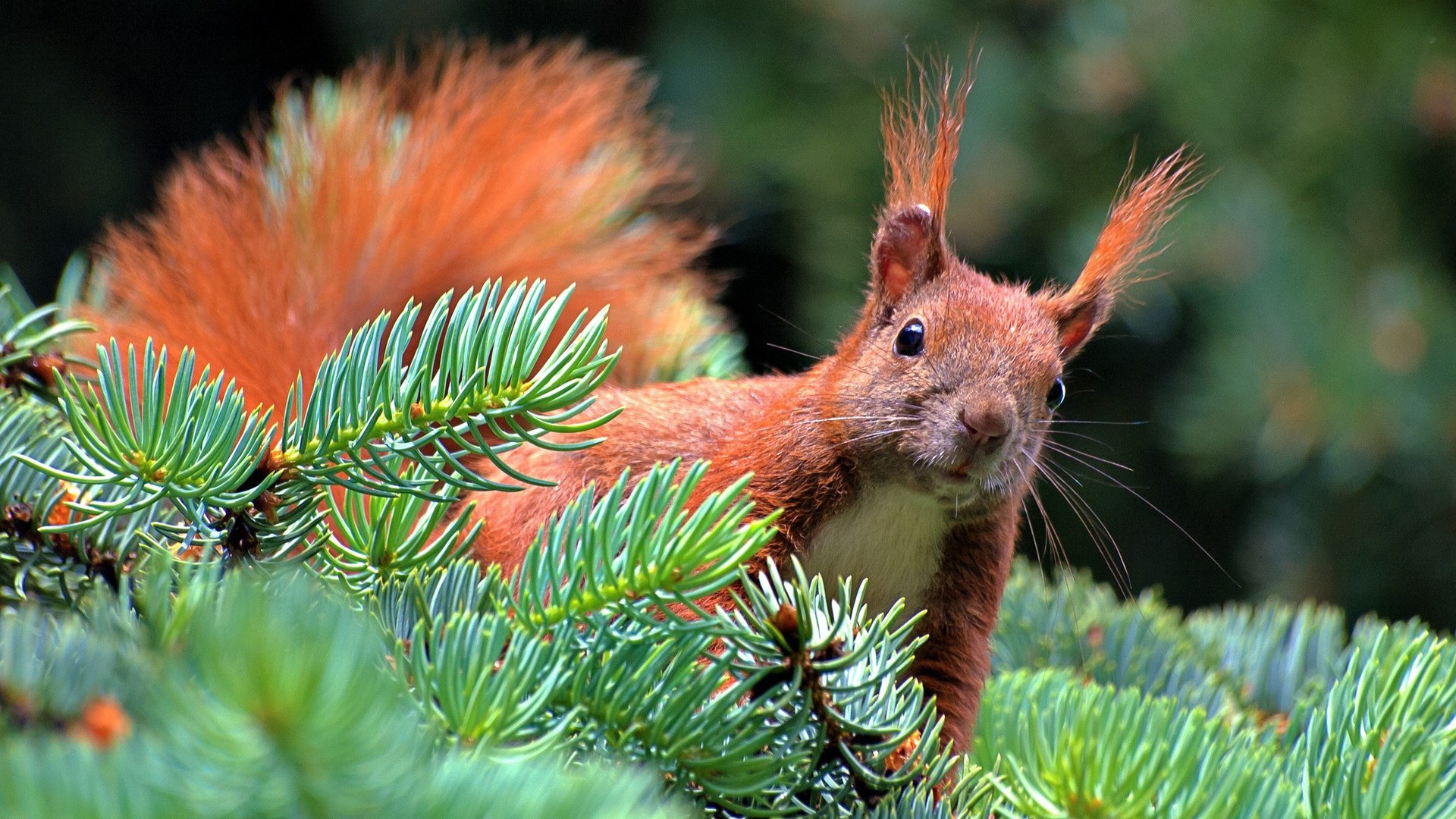 Обои природа, грызун, лес, хвоя, животные, ветки, рыжая, белка, белочка, nature, rodent, forest, needles, animals, branches, red, protein, squirrel разрешение 1920x1200 Загрузить