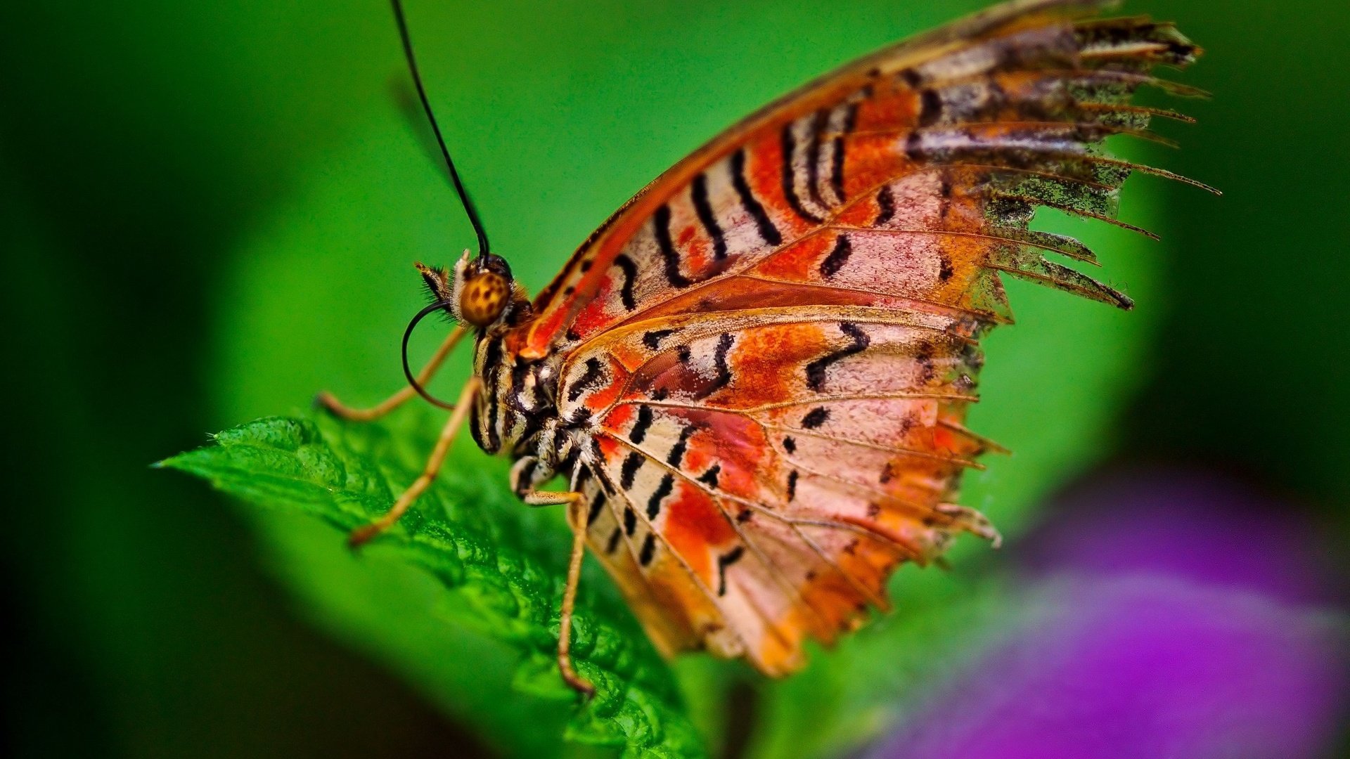 Бабочка Лист Фото