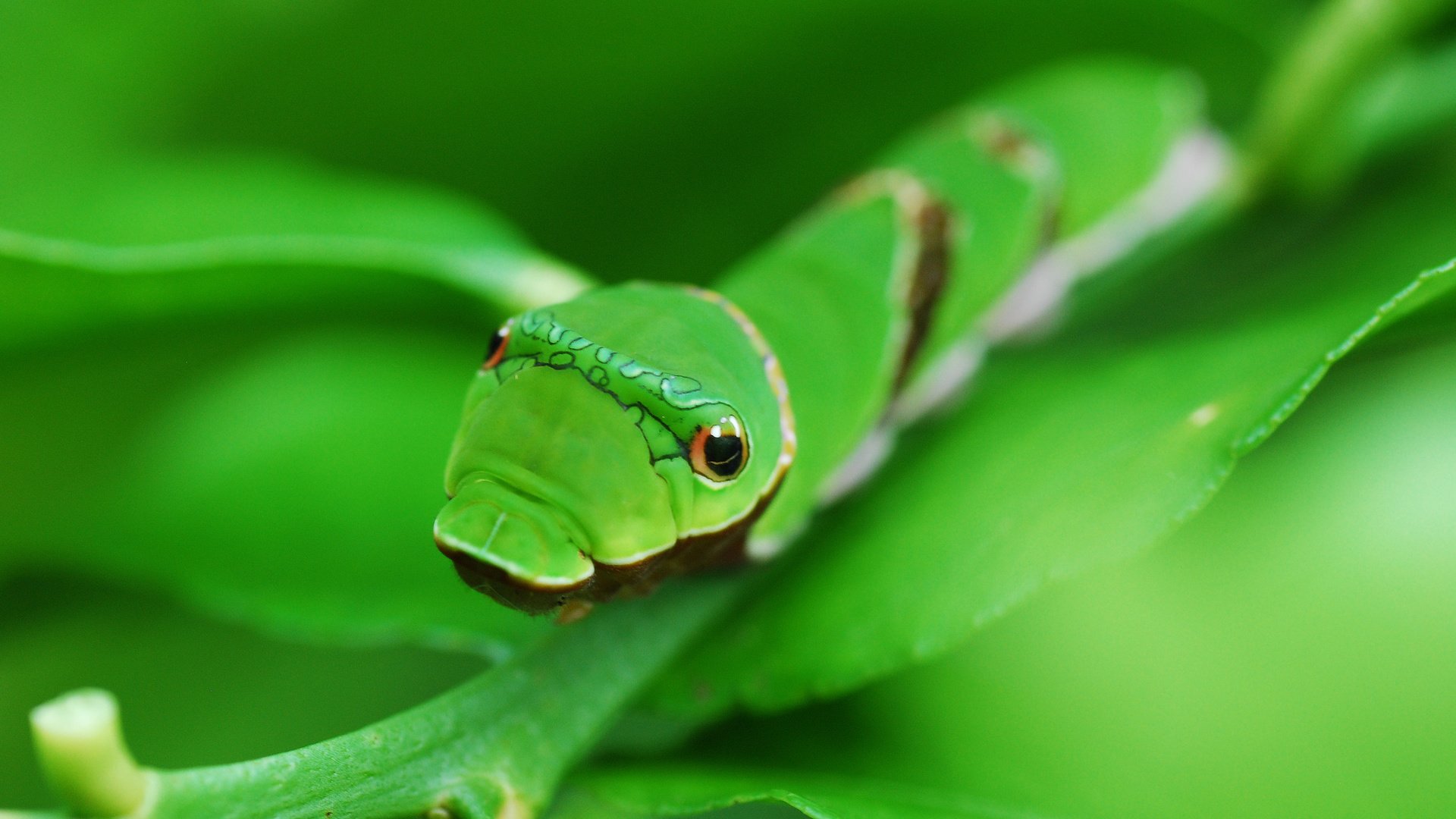 Обои глаза, фон, лист, насекомые, зеленая, гусеница, eyes, background, sheet, insects, green, caterpillar разрешение 2048x1371 Загрузить