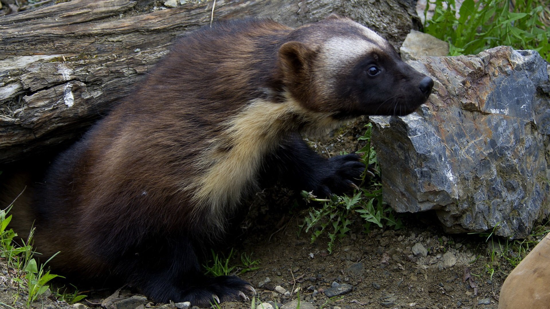 Обои трава, природа, животные, росомаха, росомаха.камни, grass, nature, animals, wolverine, wolverine.stones разрешение 1920x1200 Загрузить