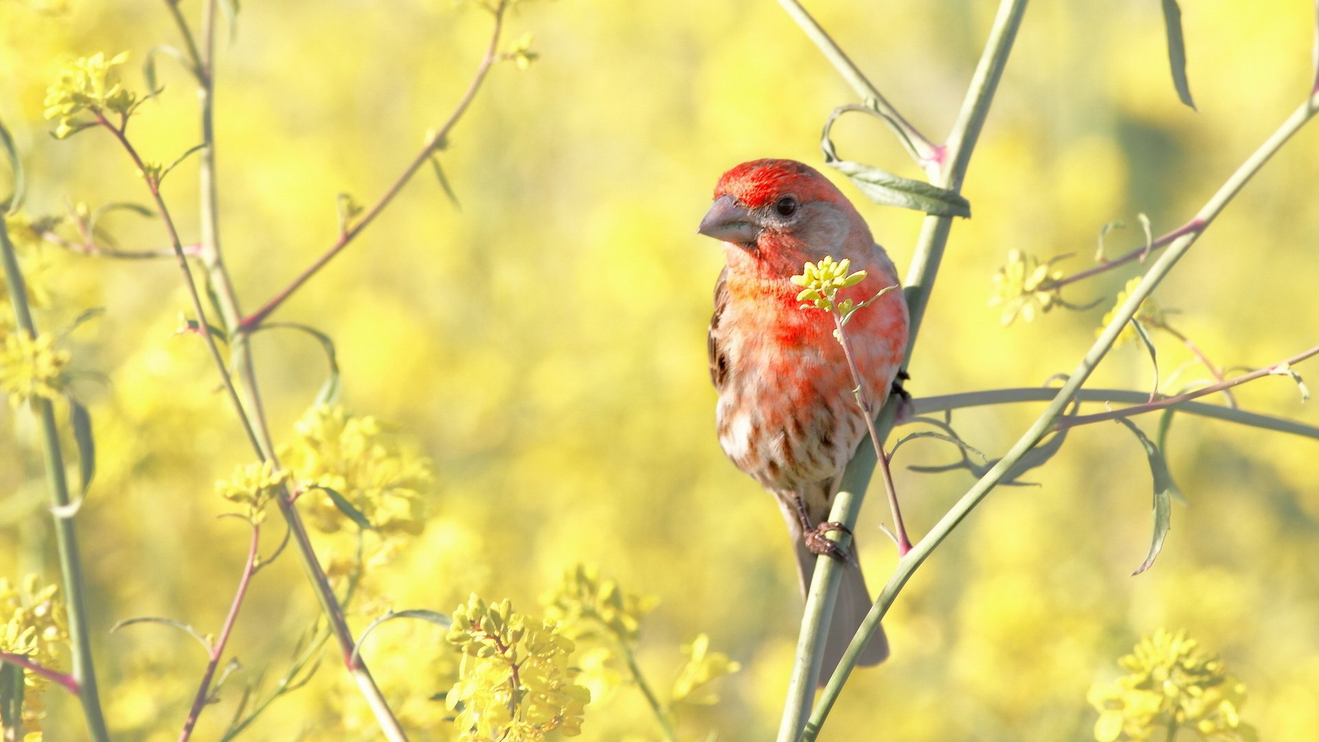 Обои цветы, птица, куст, веточки, зяблик, flowers, bird, bush, twigs, chaffinch разрешение 1920x1200 Загрузить