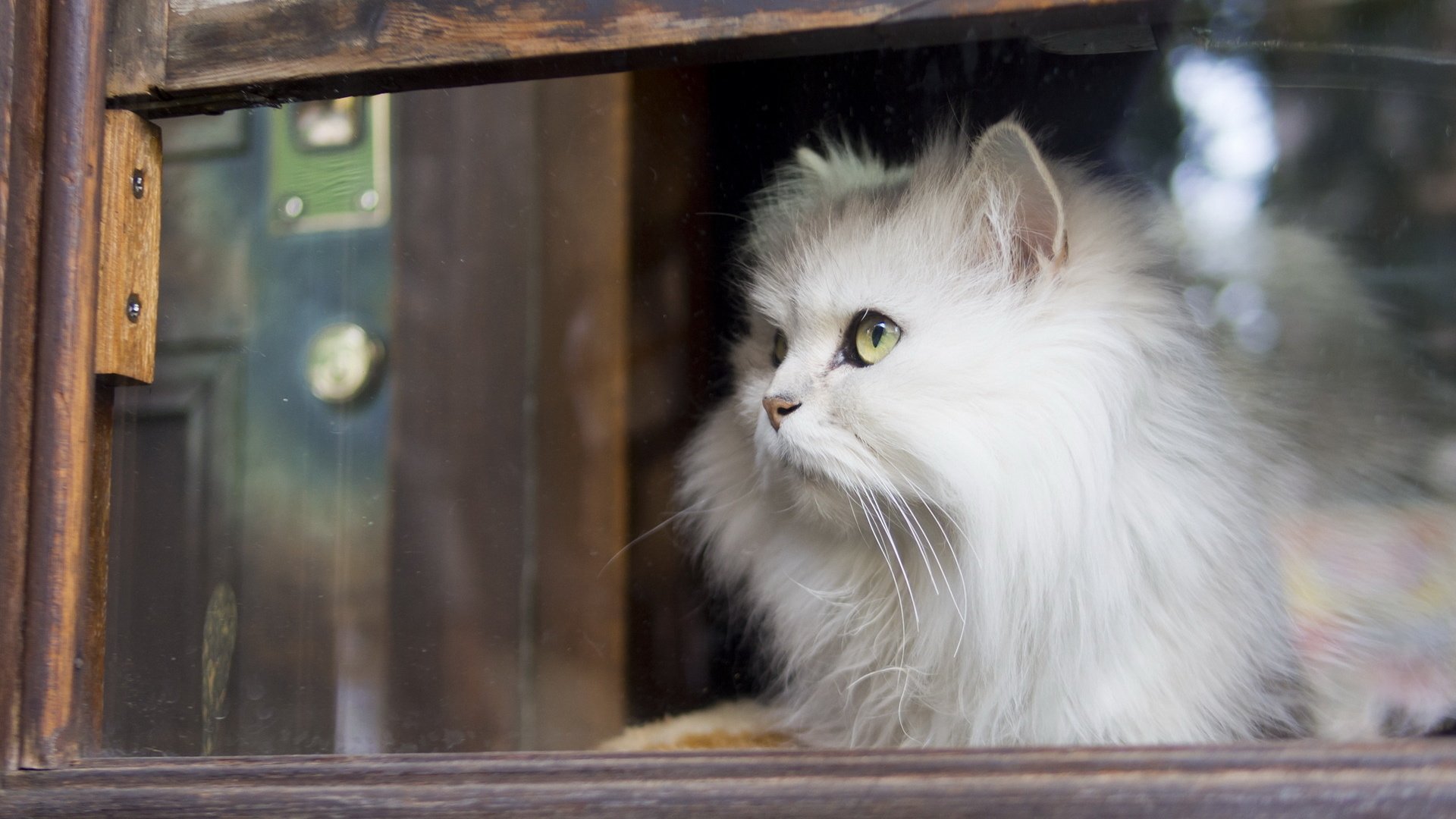 Обои кот, кошка, взгляд, пушистый, белый, окно, стекло, cat, look, fluffy, white, window, glass разрешение 1920x1200 Загрузить