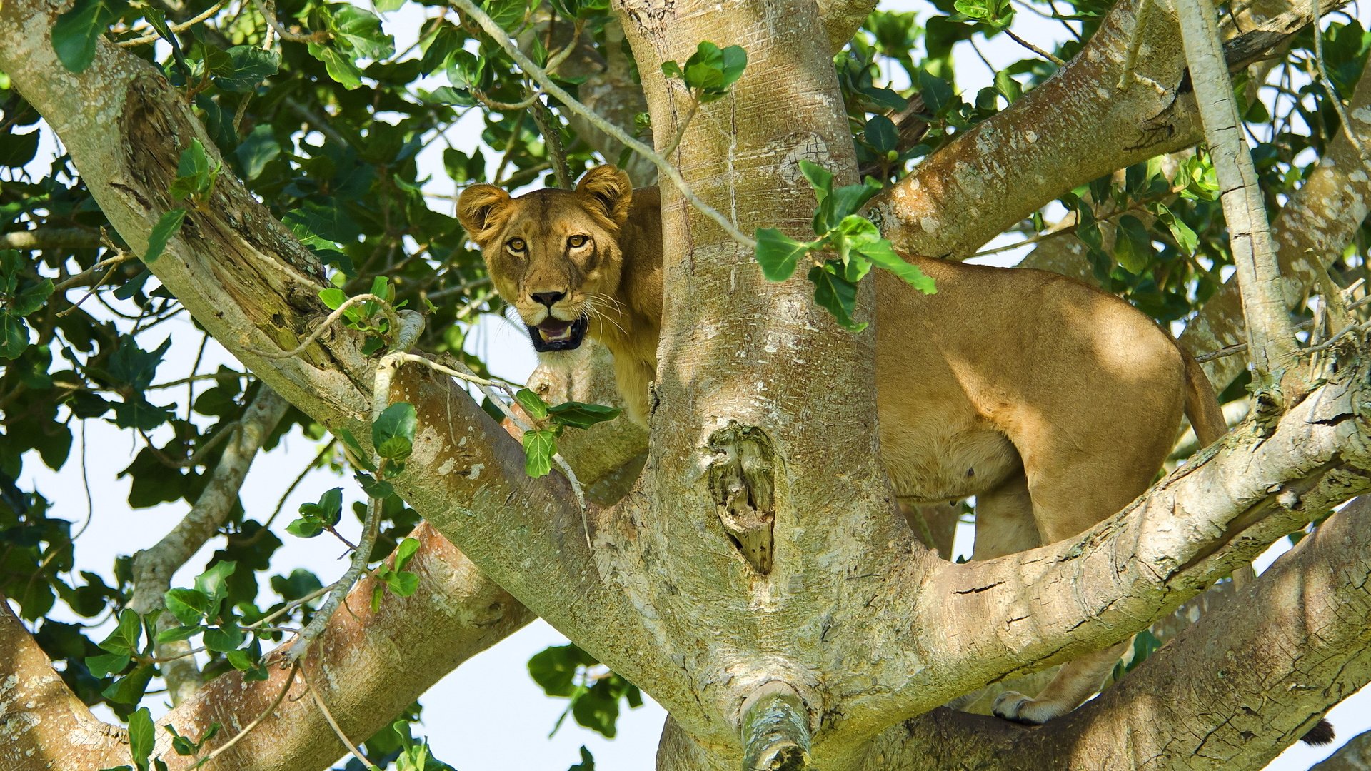 Обои дерево, листья, взгляд, хищник, лев, львица, tree, leaves, look, predator, leo, lioness разрешение 2560x1600 Загрузить