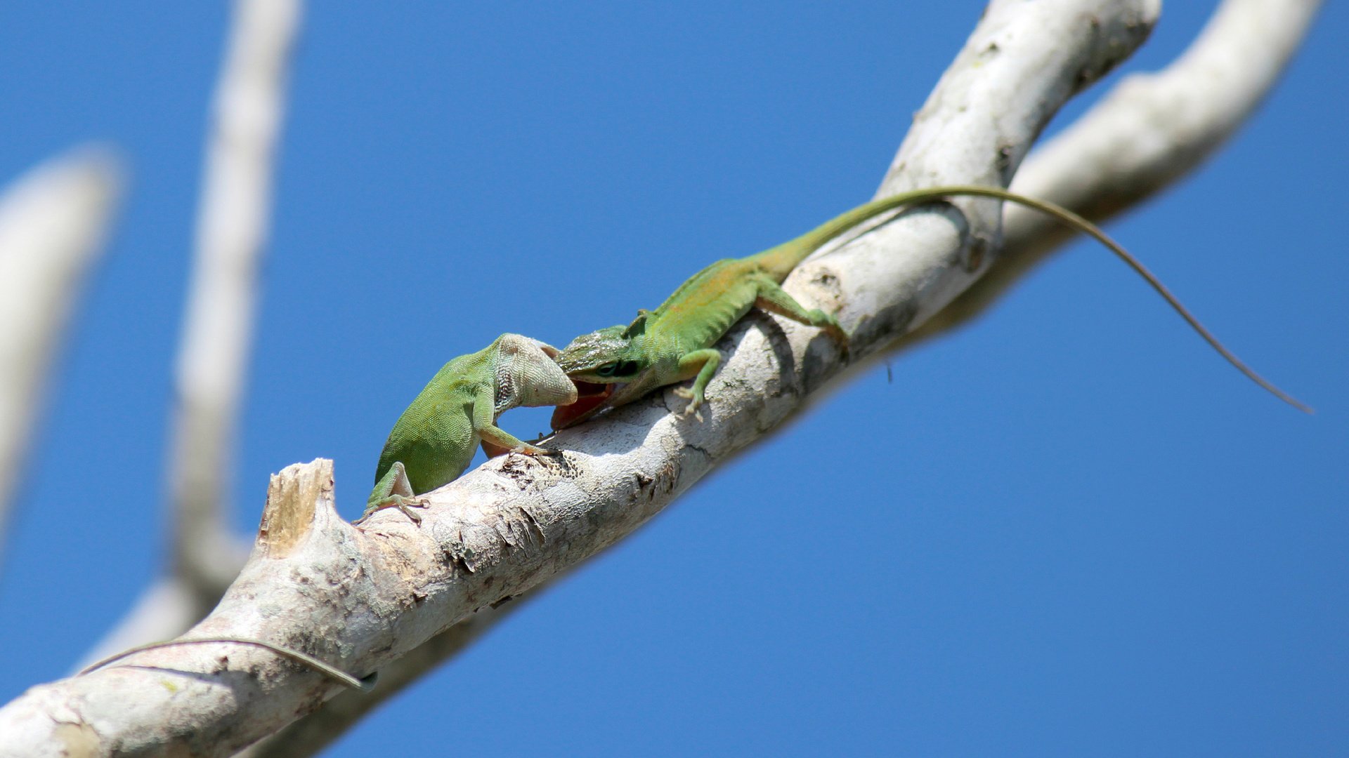 Обои небо, ветка, животные, ящерицы, зеленый анолис, green anole, the sky, branch, animals, lizards, green anolis разрешение 2048x1291 Загрузить