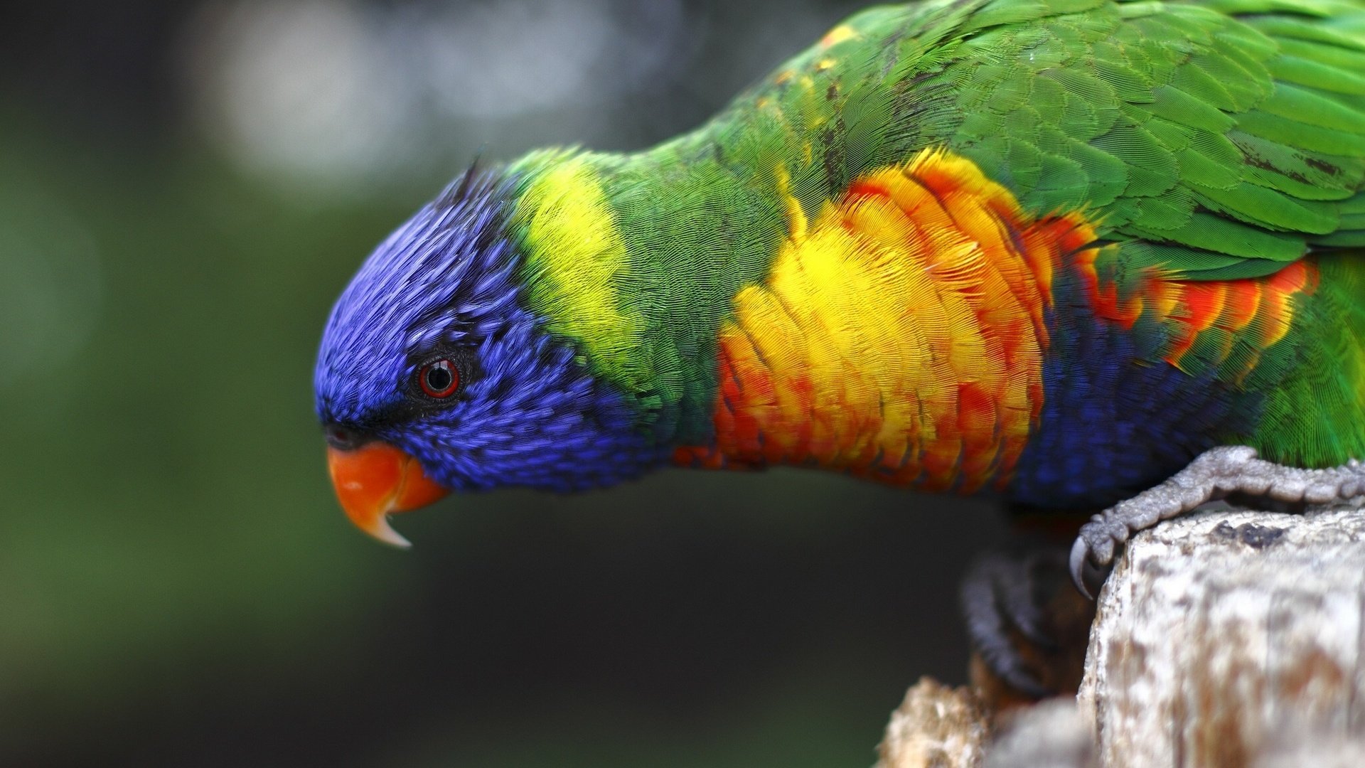 Обои разноцветный, птица, попугай, красочный, радужный лорикет, colorful, bird, parrot, rainbow lorikeet разрешение 1920x1280 Загрузить