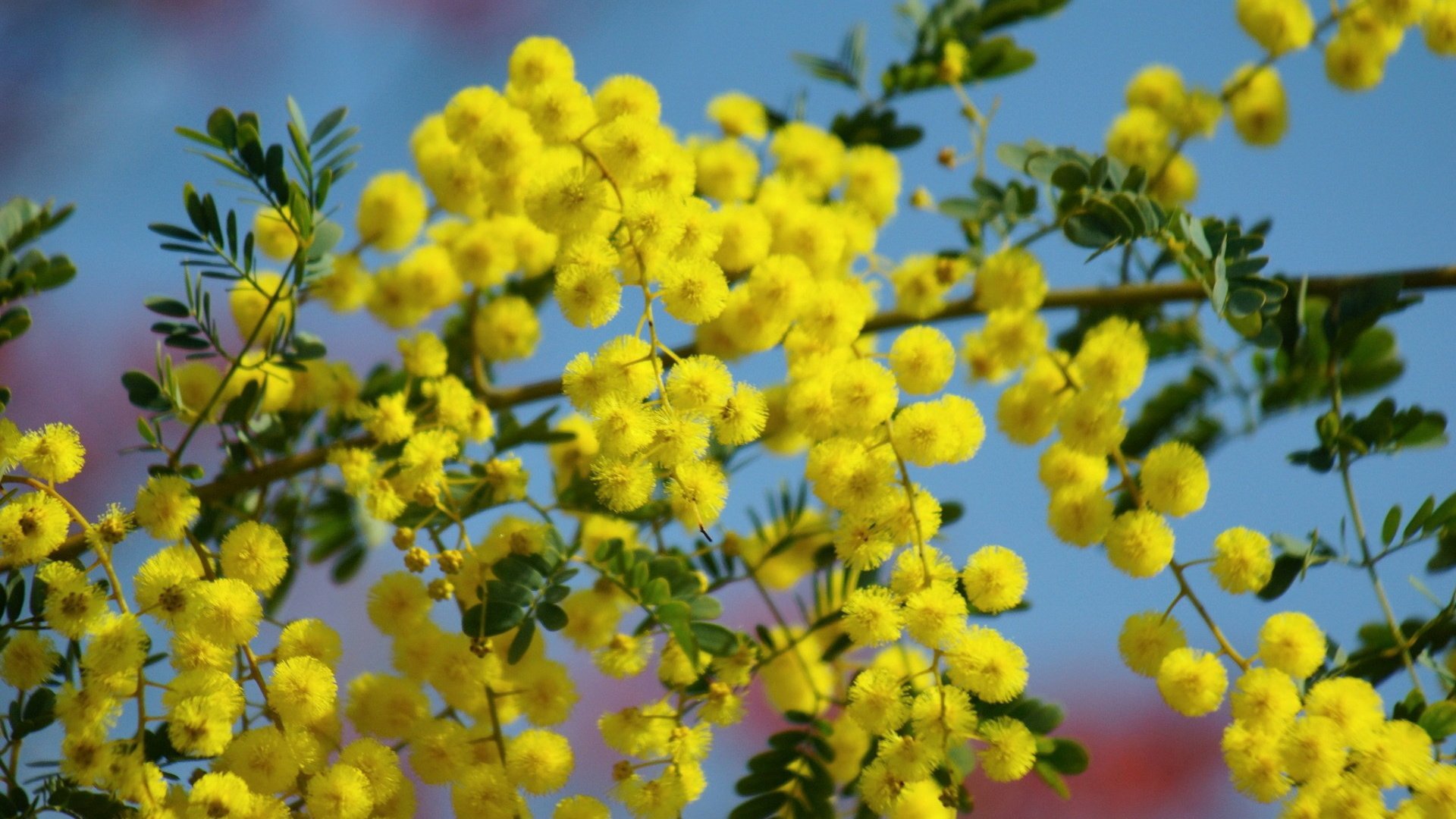 Обои небо, цветы, ветка, цветение, жёлтая, мимоза, the sky, flowers, branch, flowering, yellow, mimosa разрешение 1920x1200 Загрузить