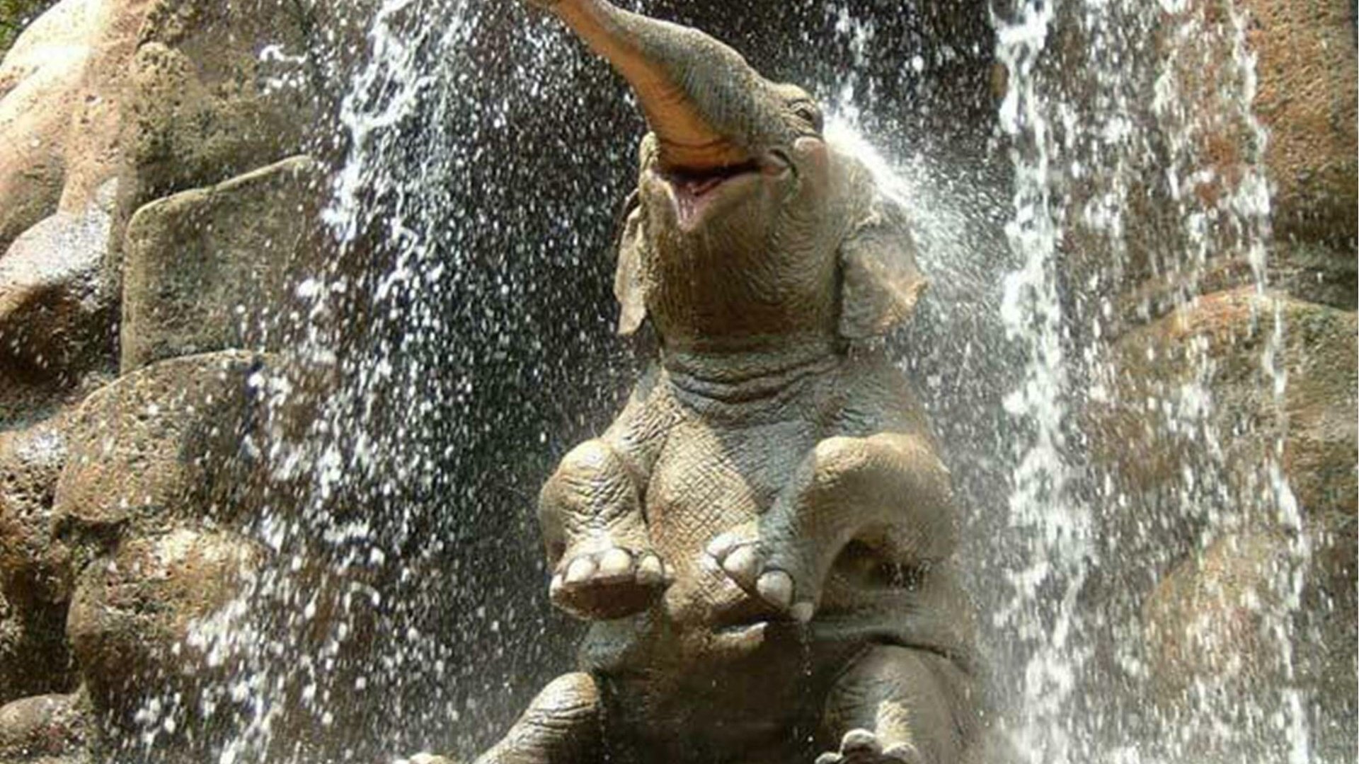 Обои слон, душ, elephant, shower разрешение 2000x1437 Загрузить