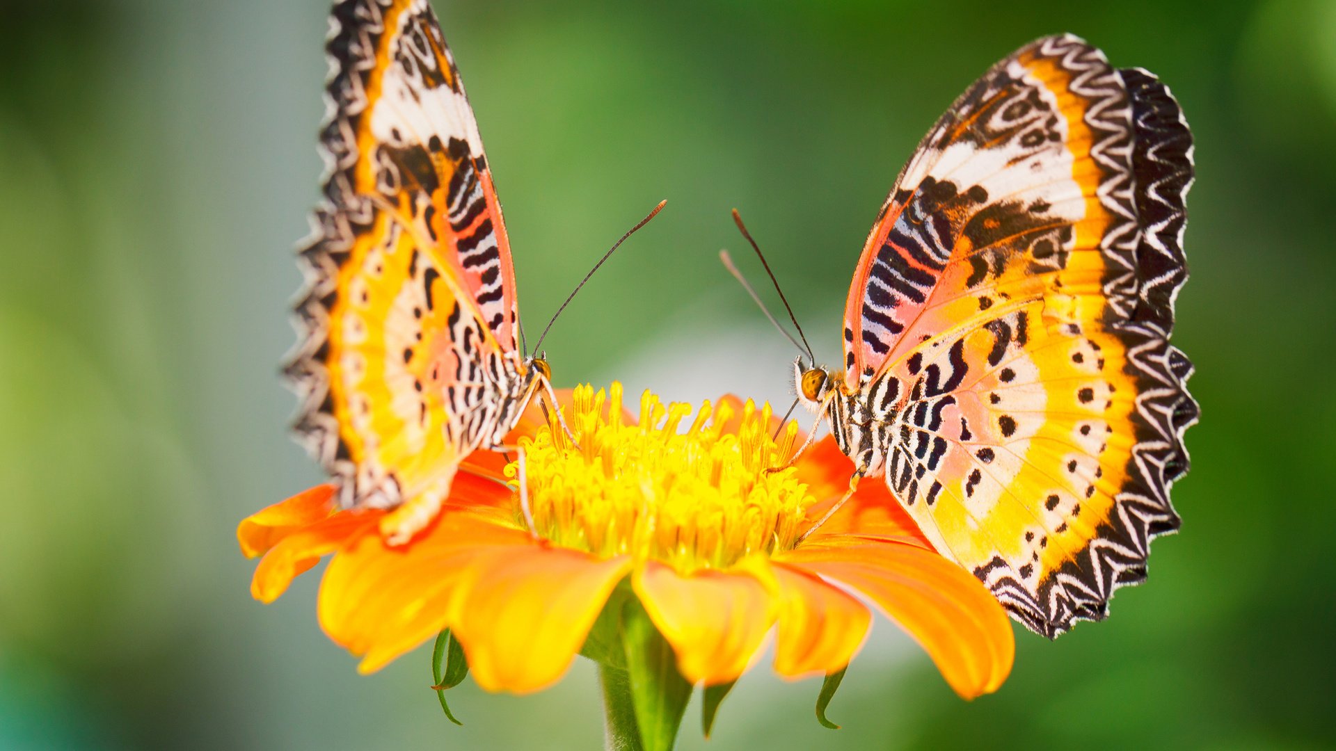 Обои макро, цветок, насекомые, бабочки, малайские златоглазки, macro, flower, insects, butterfly, malay lacewing разрешение 2048x1365 Загрузить