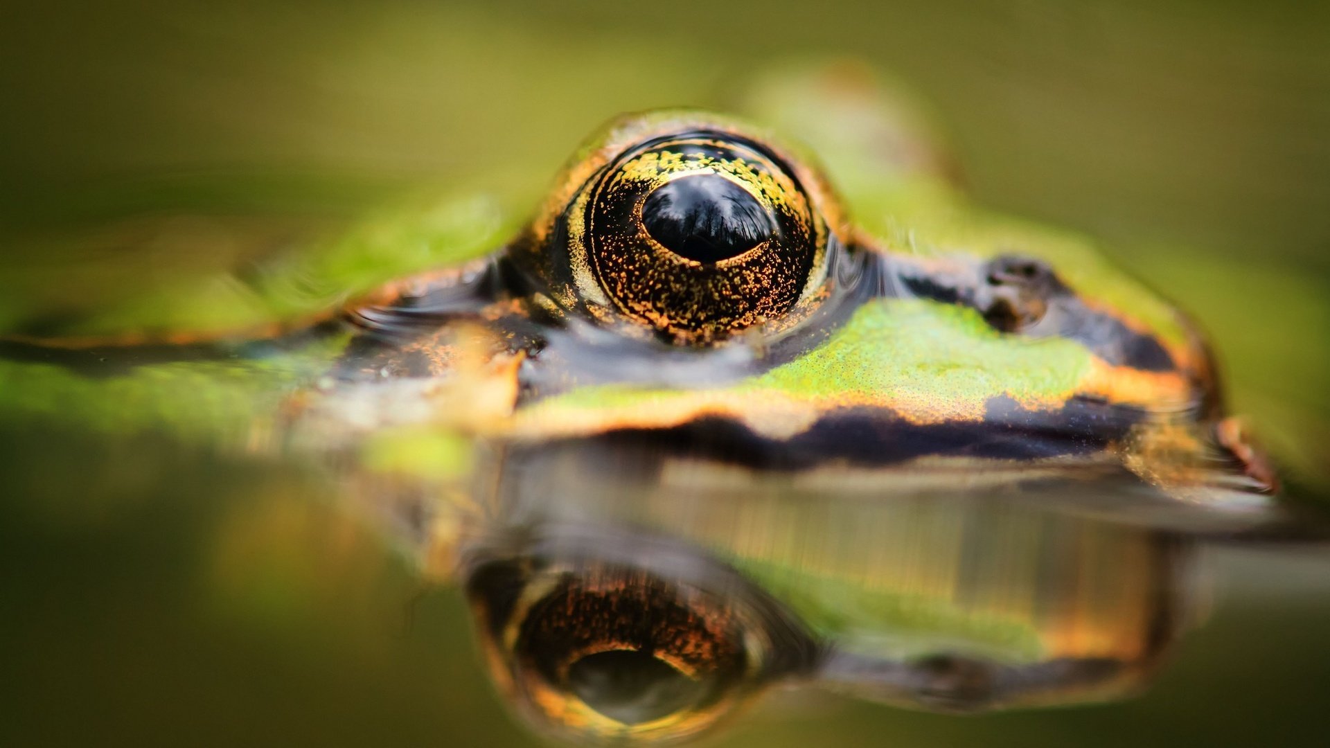 Обои вода, отражение, животные, лягушка, глаз, лягушки, water, reflection, animals, frog, eyes, frogs разрешение 2048x1342 Загрузить