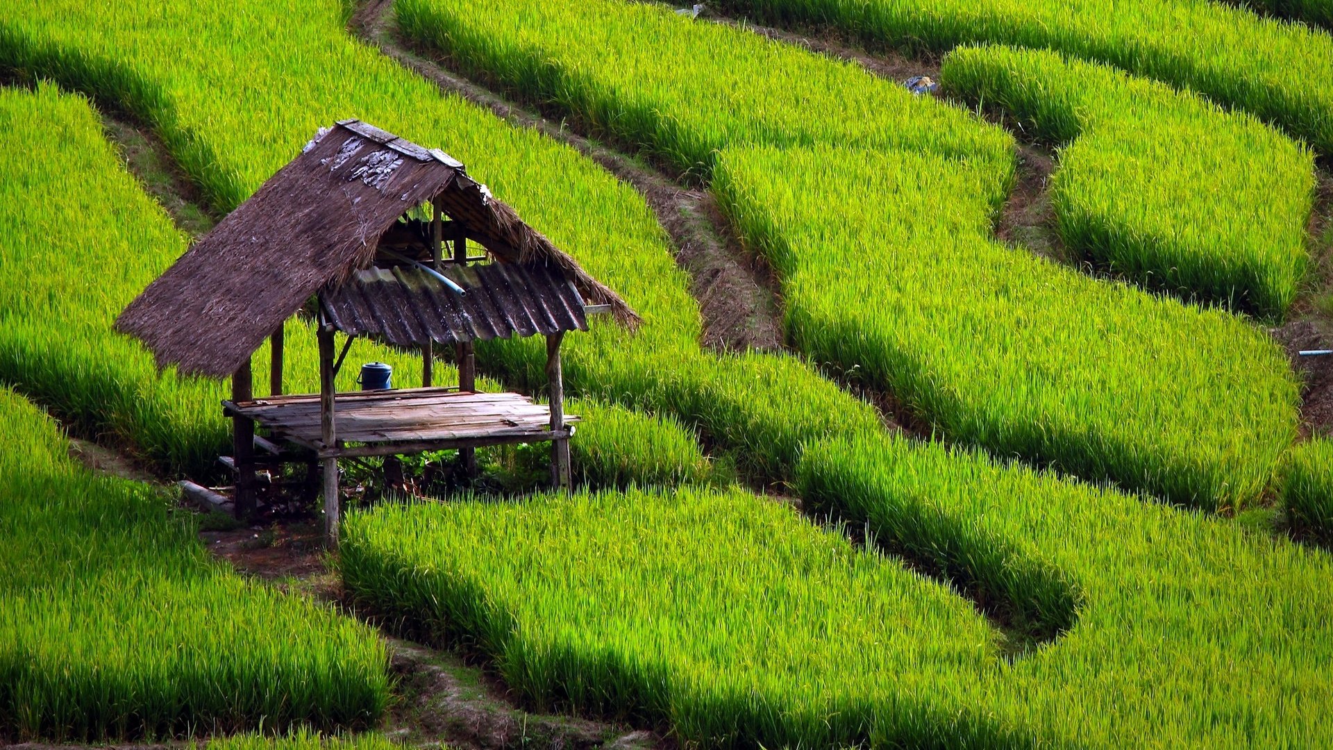 Обои трава, природа, стол, дорожки, навес, рисовые поля, grass, nature, table, track, canopy, rice fields разрешение 2560x1600 Загрузить