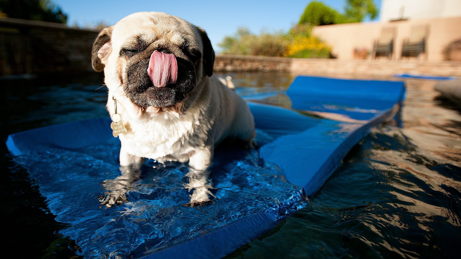 Обои вода, собака, бассейн, язык, мопс, коврик, water, dog, pool, language, pug, mat разрешение 2560x1600 Загрузить