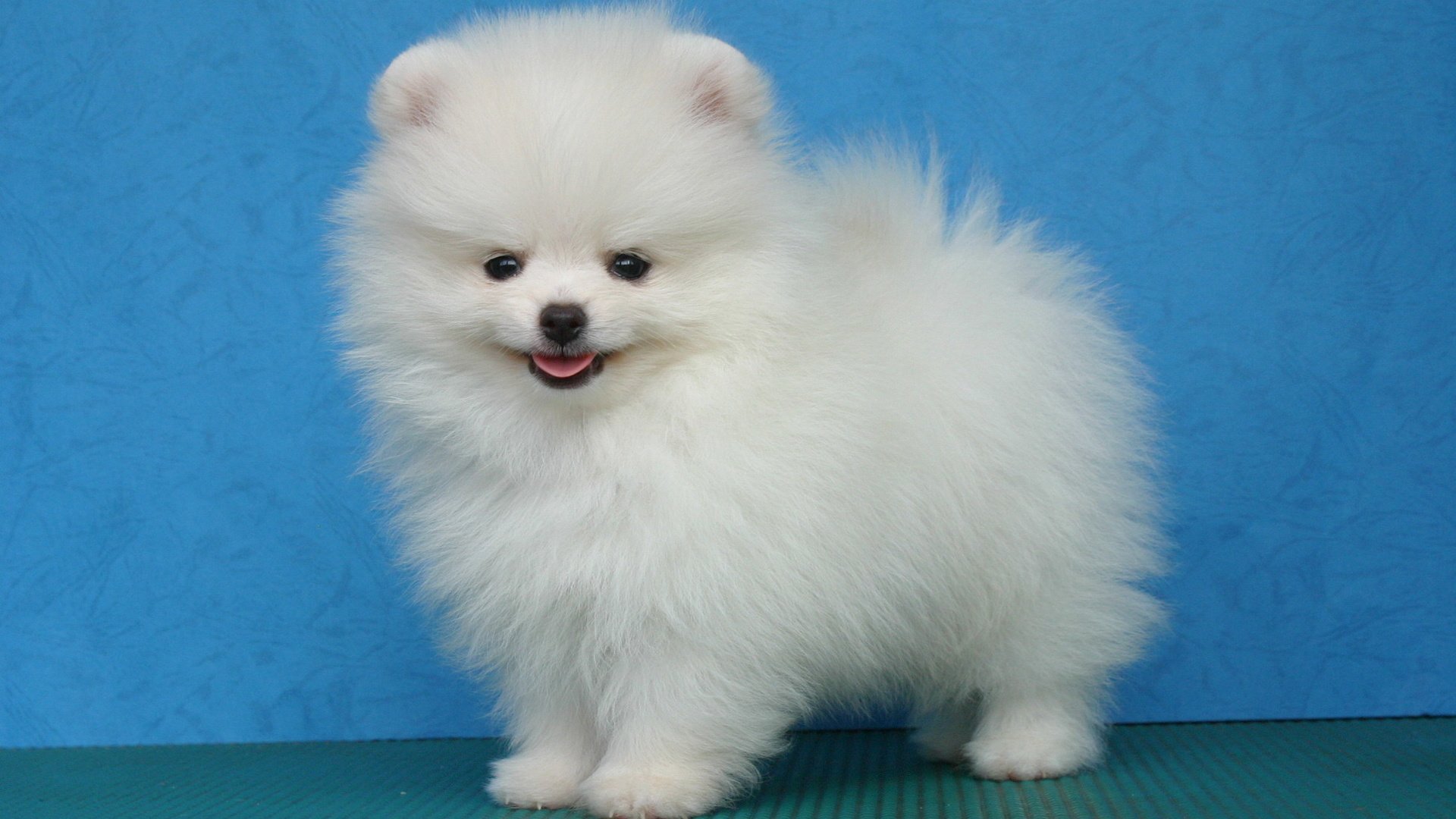 Обои белый, собака, щенок, шпиц, померанский, карликовый, white, dog, puppy, spitz, pomeranian, dwarf разрешение 1946x1292 Загрузить