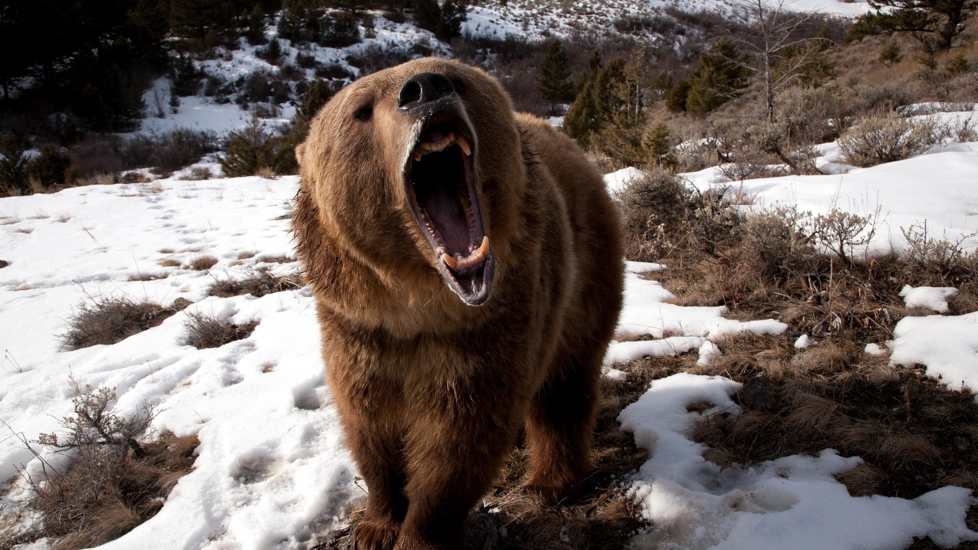 Обои снег, медведь, клыки, яростный, бушующий, snow, bear, fangs, furious, raging разрешение 2560x1600 Загрузить