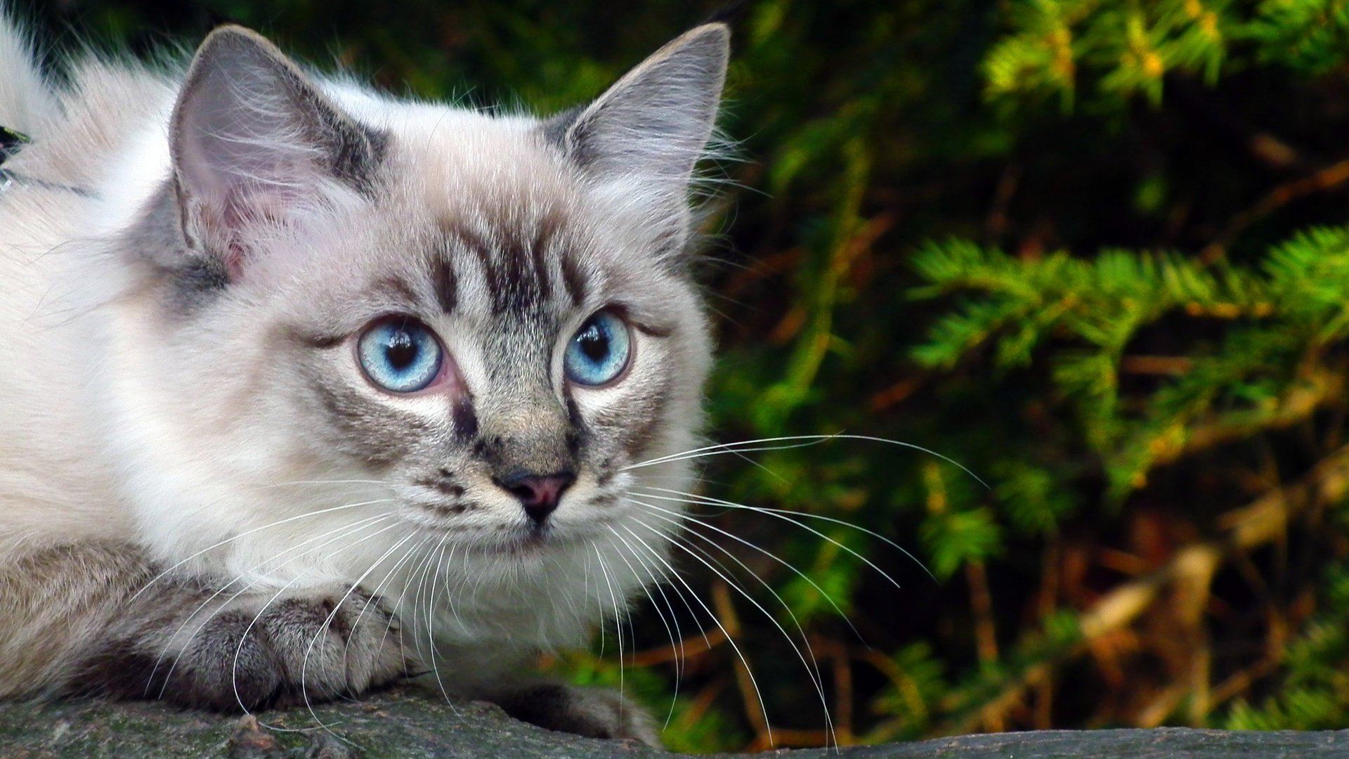 Обои глаза, ветка, зелень, кошка, голубые, eyes, branch, greens, cat, blue разрешение 2592x1944 Загрузить