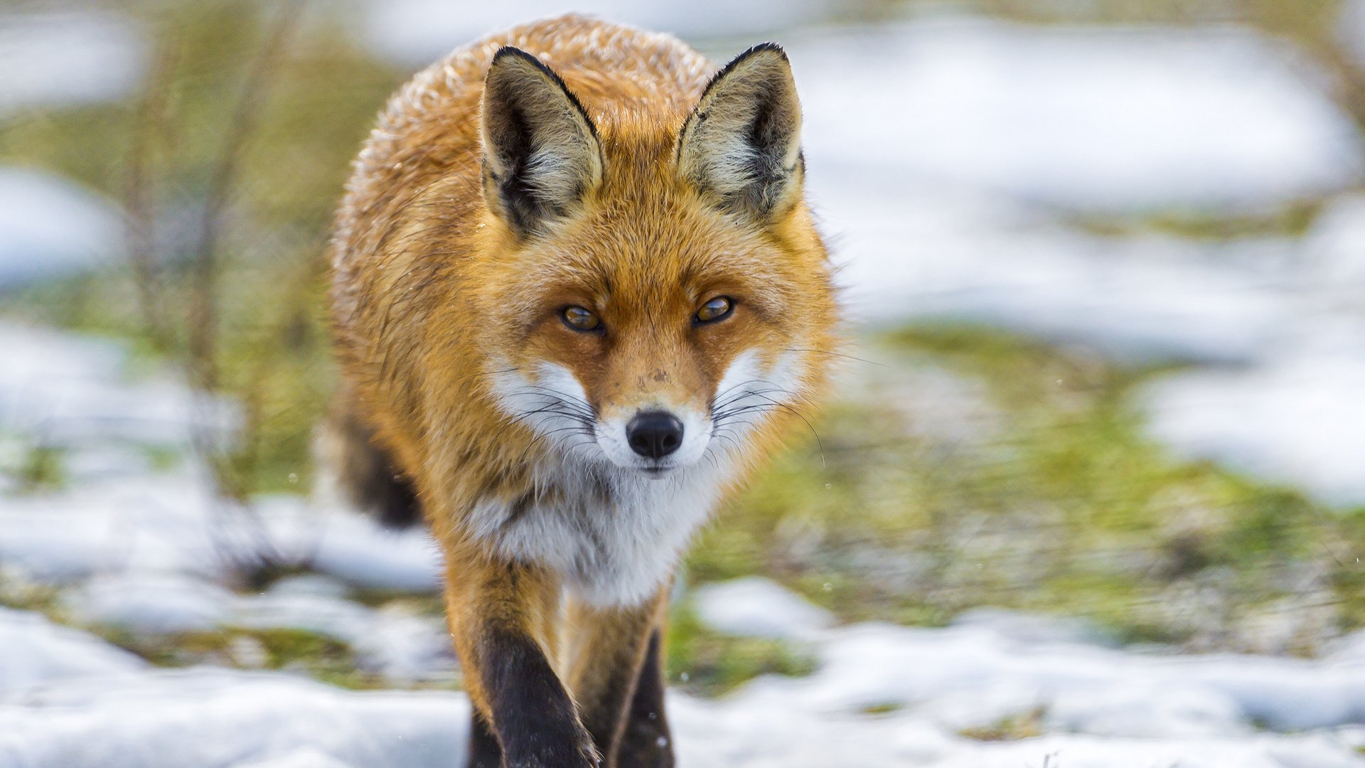 Обои трава, снег, взгляд, рыжая, лиса, лисица, grass, snow, look, red, fox разрешение 2048x1536 Загрузить