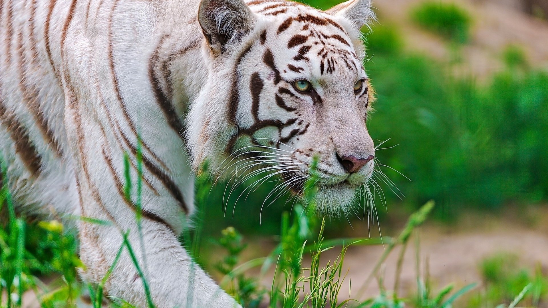 Обои тигр, морда, трава, белый, хищник, крадётся, waite tiger, tiger, face, grass, white, predator, sneaks разрешение 1920x1200 Загрузить