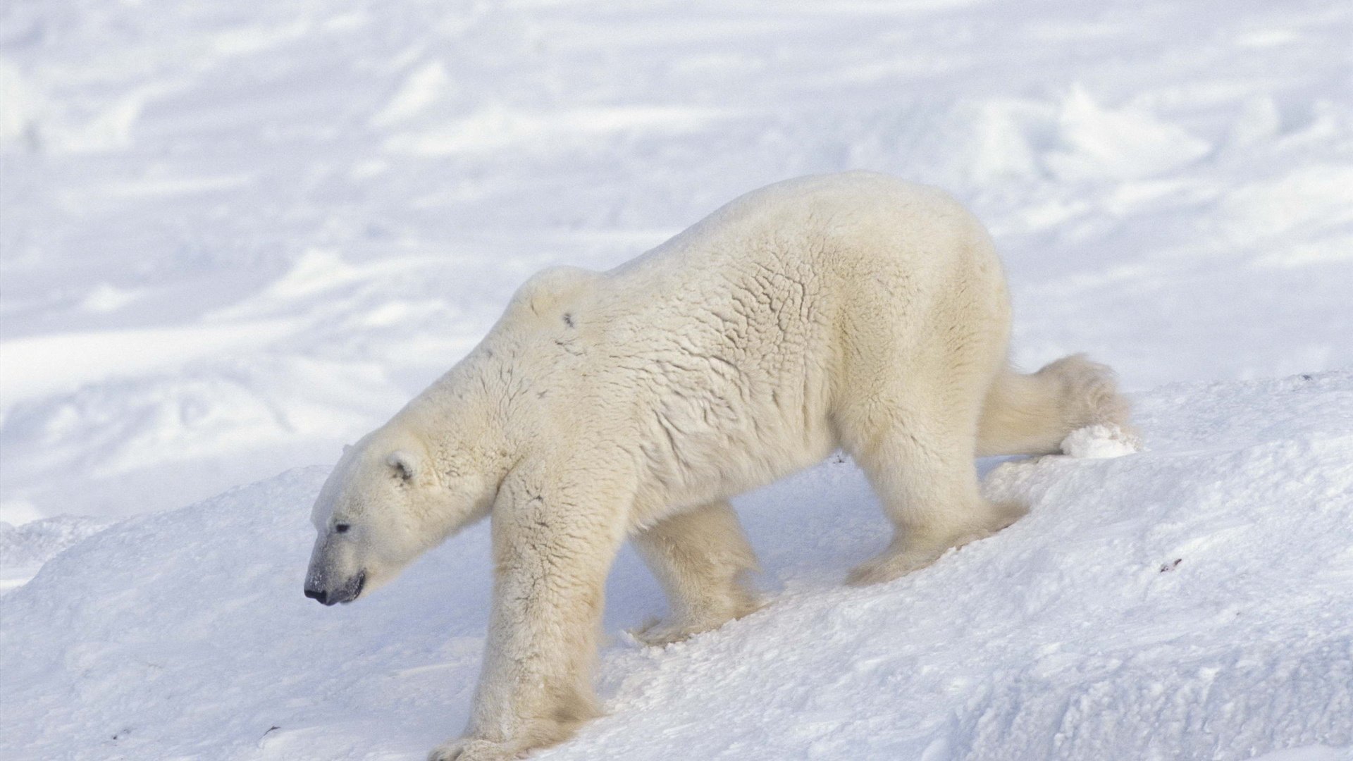 Обои снег, медведь, белый, арктика, полярный, северный, snow, bear, white, arctic, polar, north разрешение 2560x1696 Загрузить