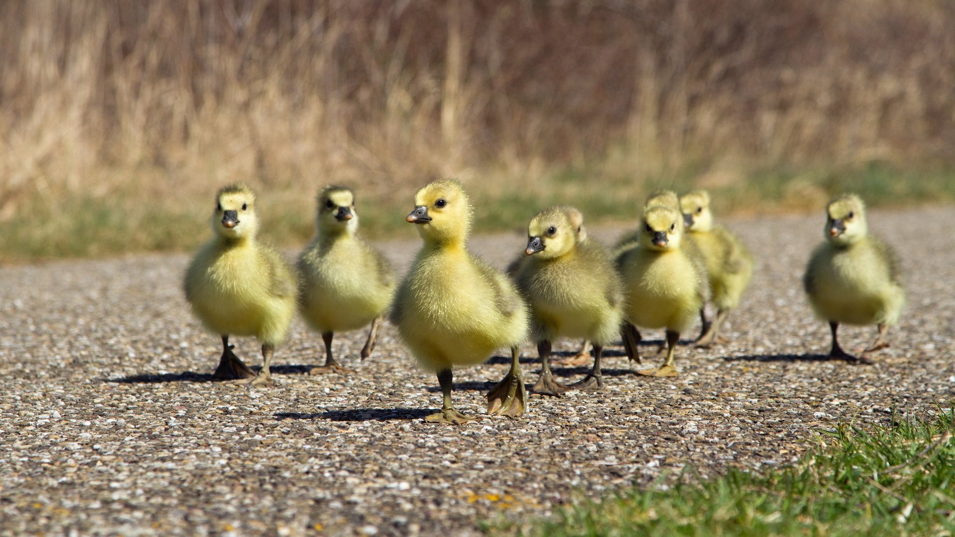 Обои дорожка, птицы, утята, утки, утка, птенцы, track, birds, ducklings, duck, chicks разрешение 1920x1200 Загрузить