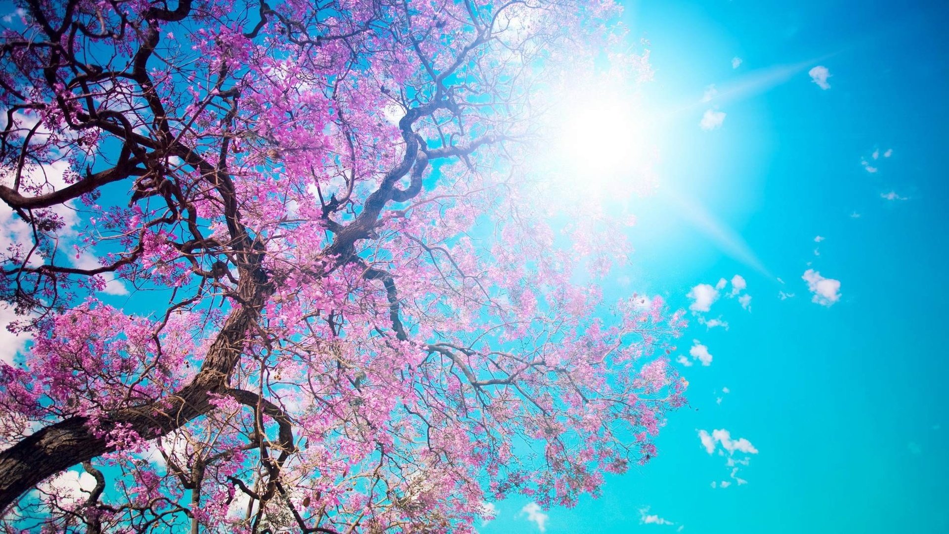 Обои небо, солнце, цветение, ветки, весна, сакура, the sky, the sun, flowering, branches, spring, sakura разрешение 2000x1125 Загрузить