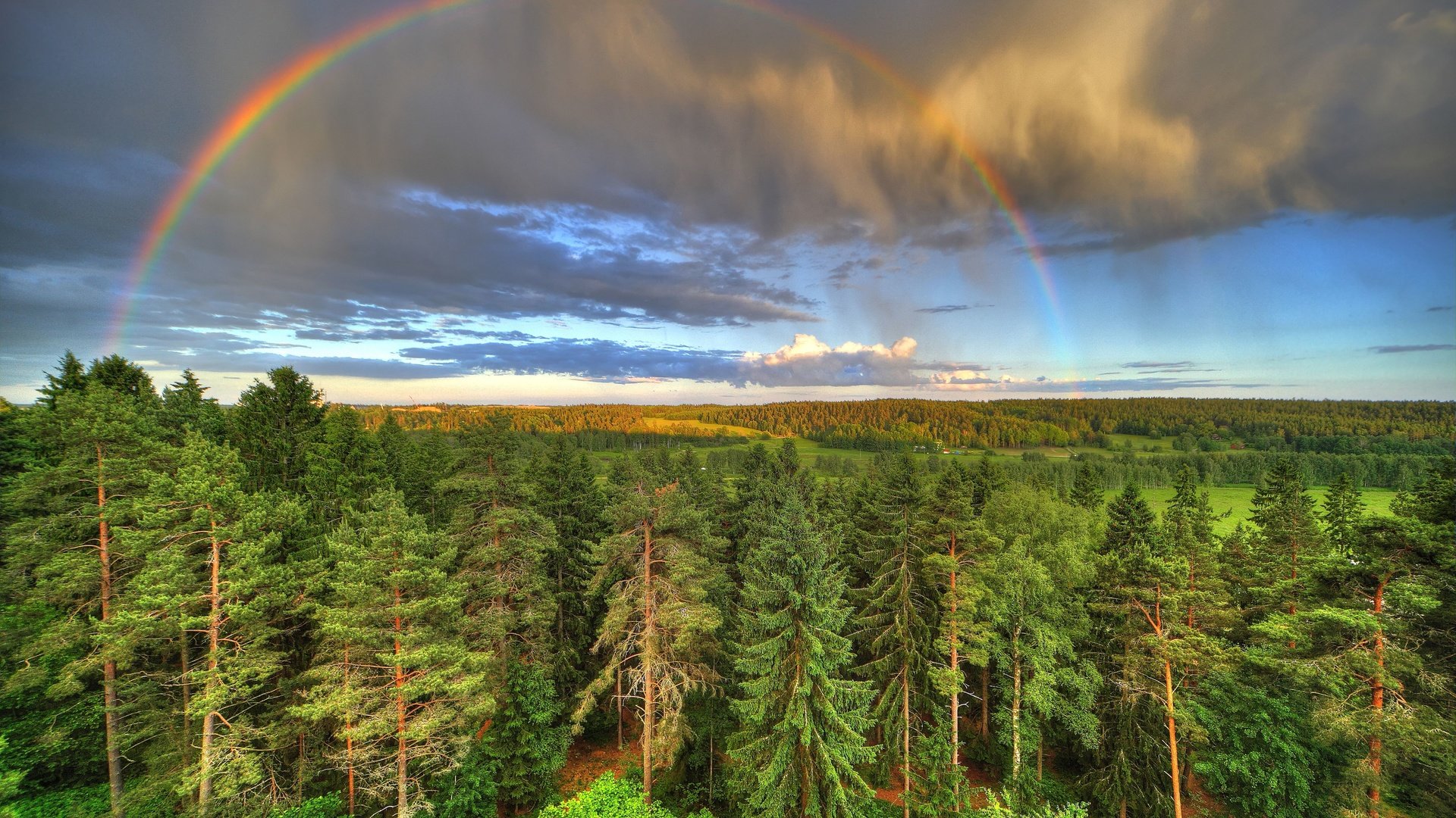 Обои лес, радуга, forest, rainbow разрешение 5315x3543 Загрузить