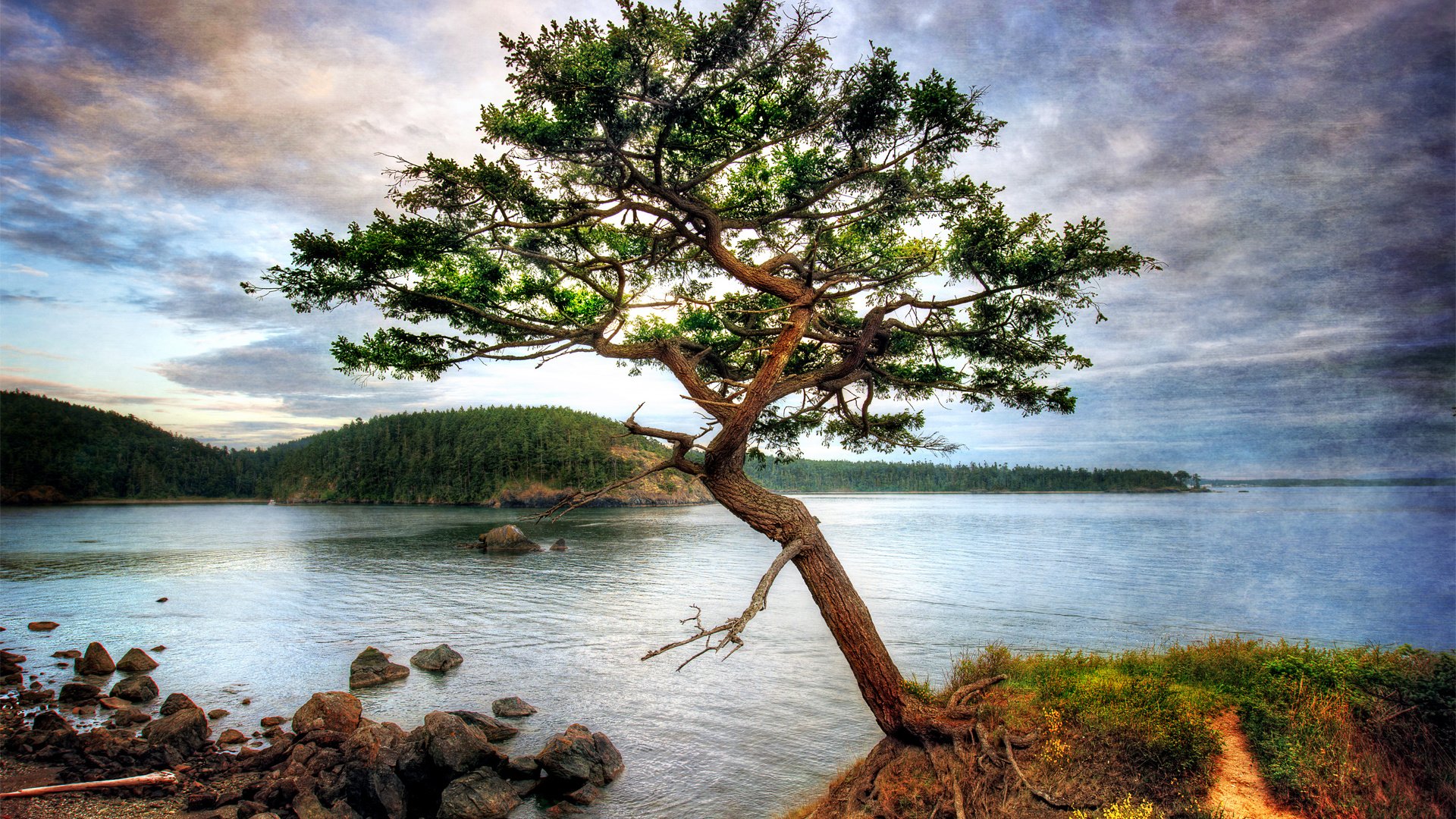 Дерево у берега