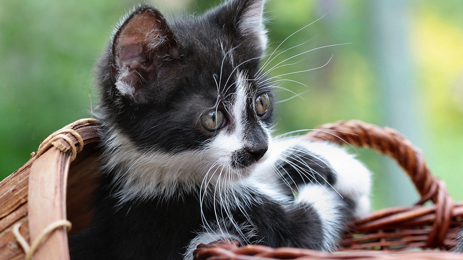 Обои фон, взгляд, котенок, кошки, чёрно-белый, корзинка, background, look, kitty, cats, black and white, basket разрешение 1920x1200 Загрузить