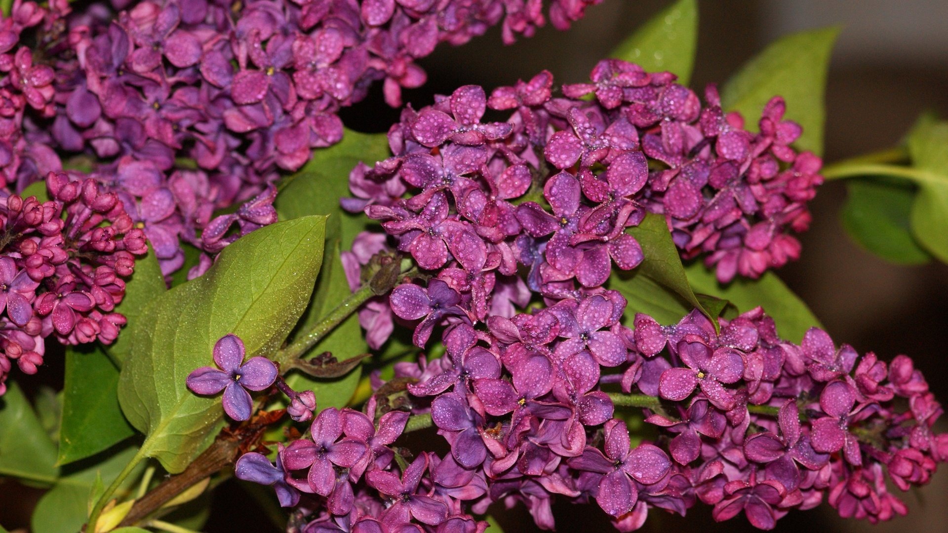 Обои цветы, цветение, листья, капли, весна, сирень, flowers, flowering, leaves, drops, spring, lilac разрешение 2560x1600 Загрузить