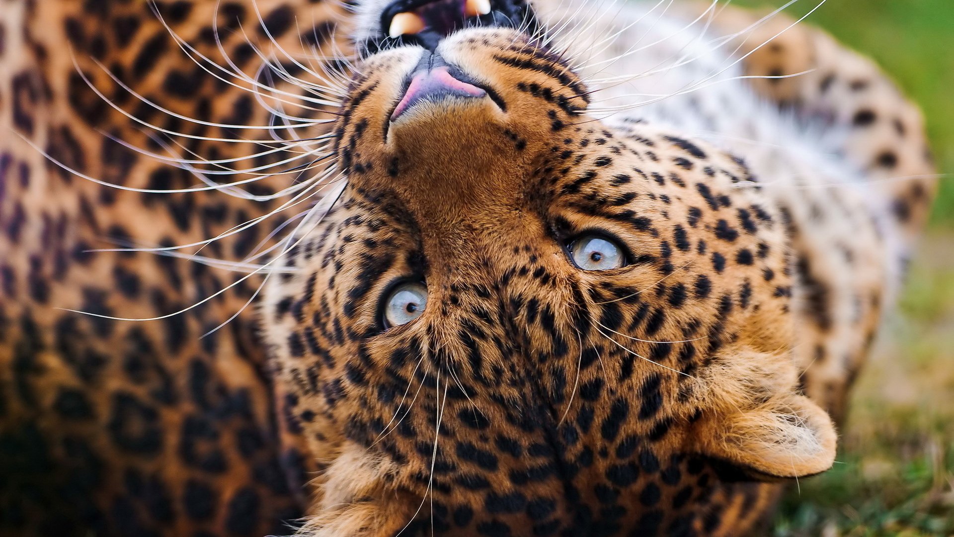Обои морда, усы, взгляд, леопард, клыки, оскал, face, mustache, look, leopard, fangs, grin разрешение 2560x1600 Загрузить