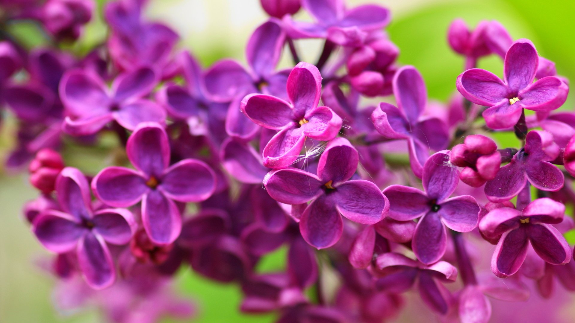 Обои цветы, природа, макро, лепестки, весна, сирень, flowers, nature, macro, petals, spring, lilac разрешение 2560x1600 Загрузить